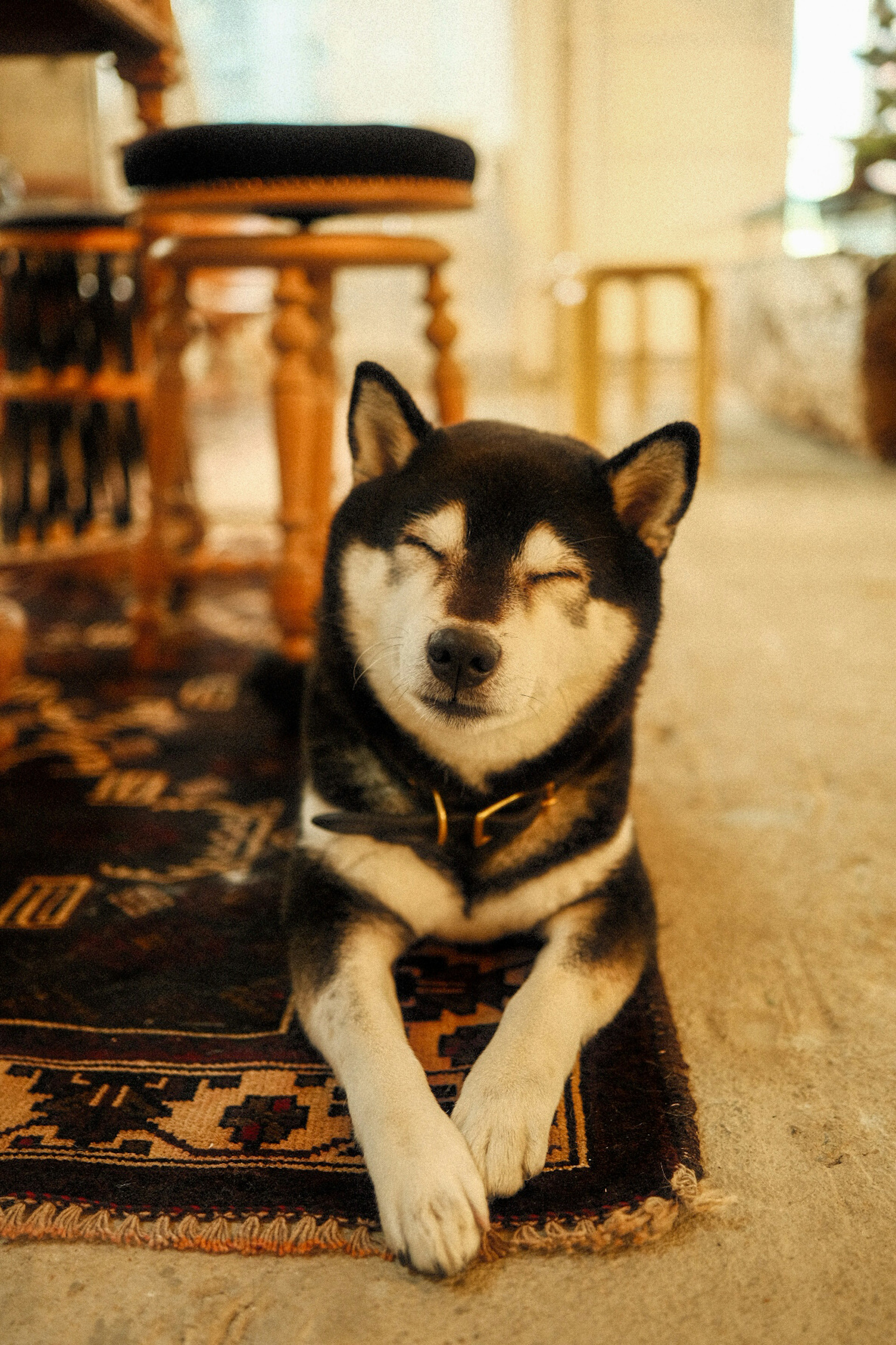 リラックスした柴犬が絨毯の上で横たわっている