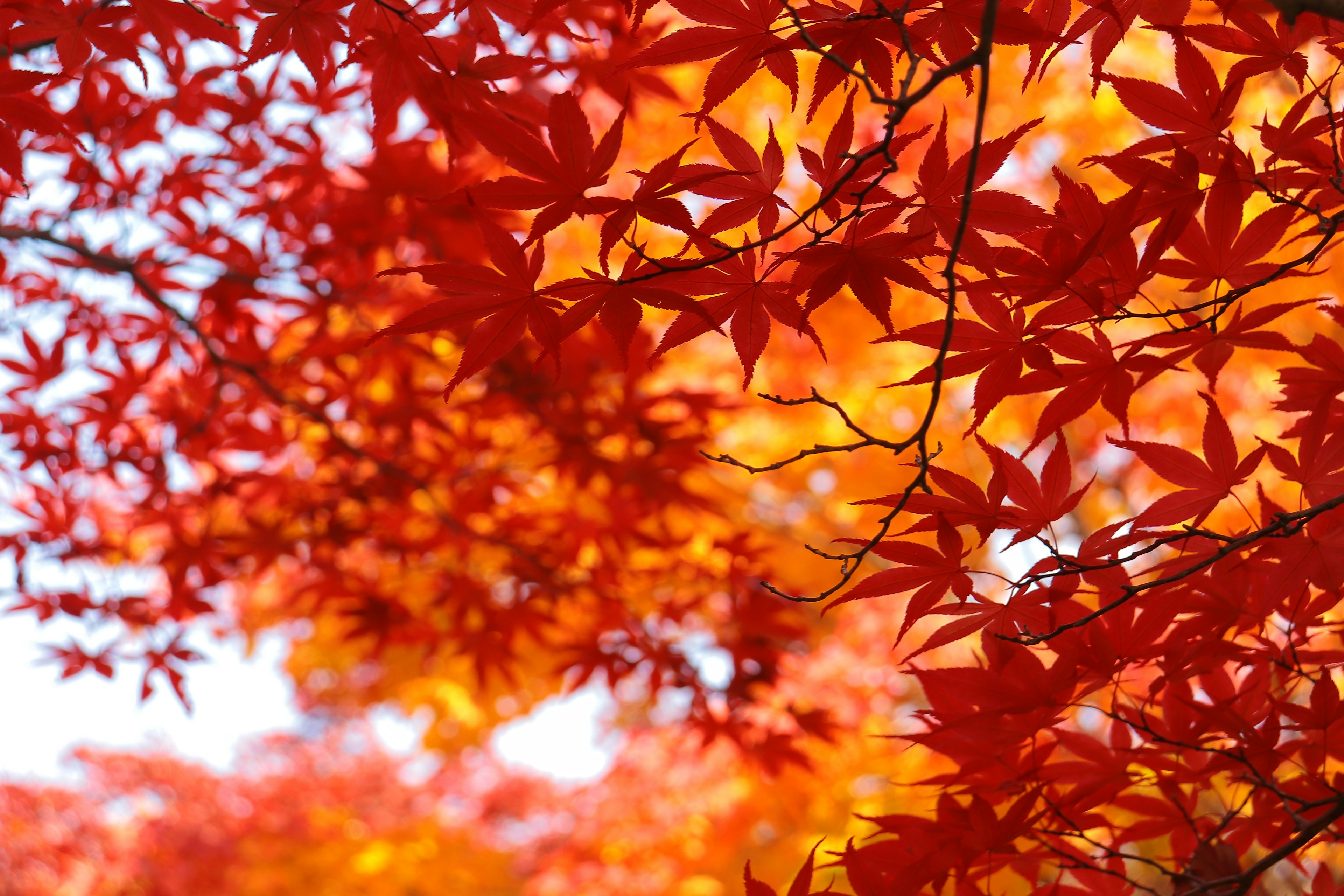 Lebendige rote Ahornblätter in einer herbstlichen Umgebung