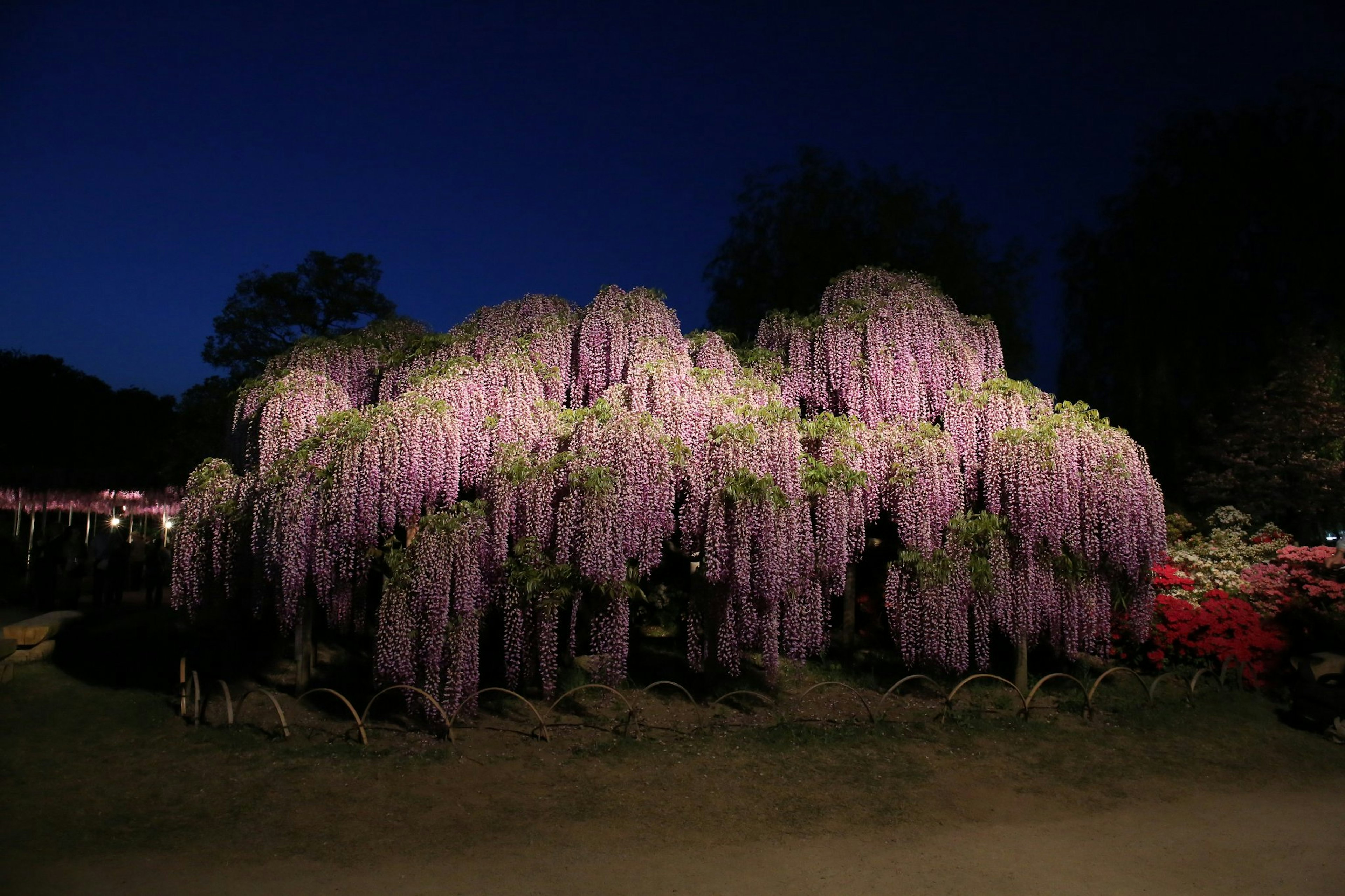 Pohon wisteria yang mekar di bawah langit malam