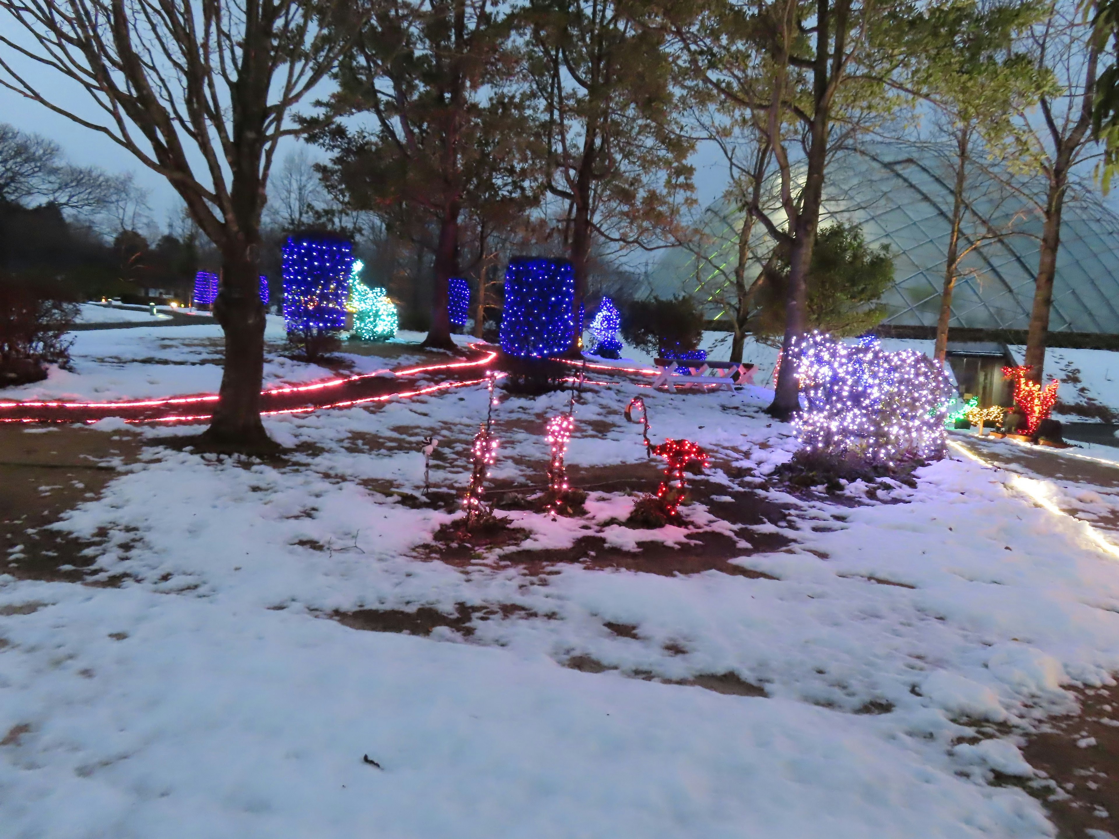 Colorful lights illuminating a snowy garden at dusk