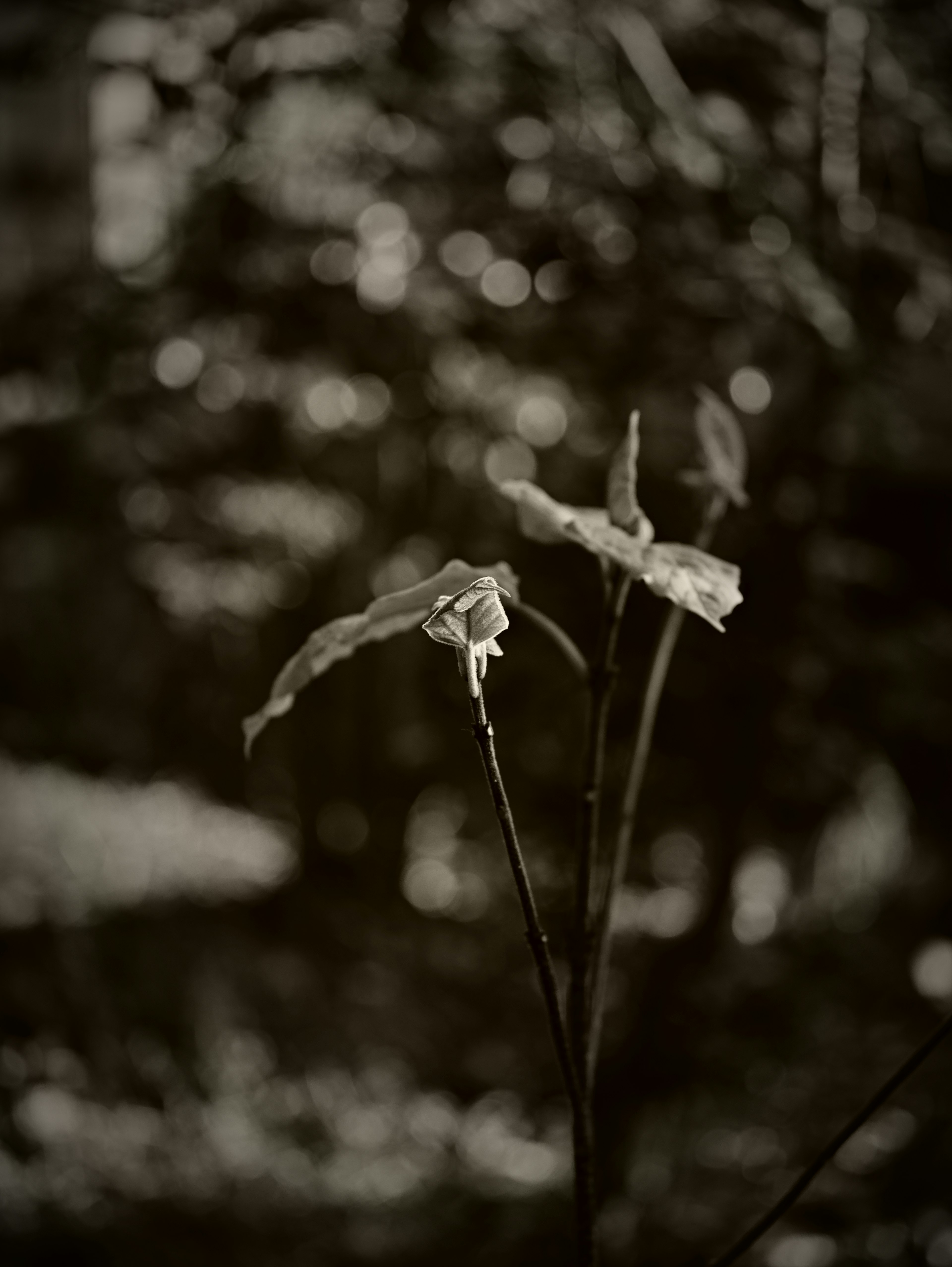 Un gambo di fiore e foglie su uno sfondo monocromatico