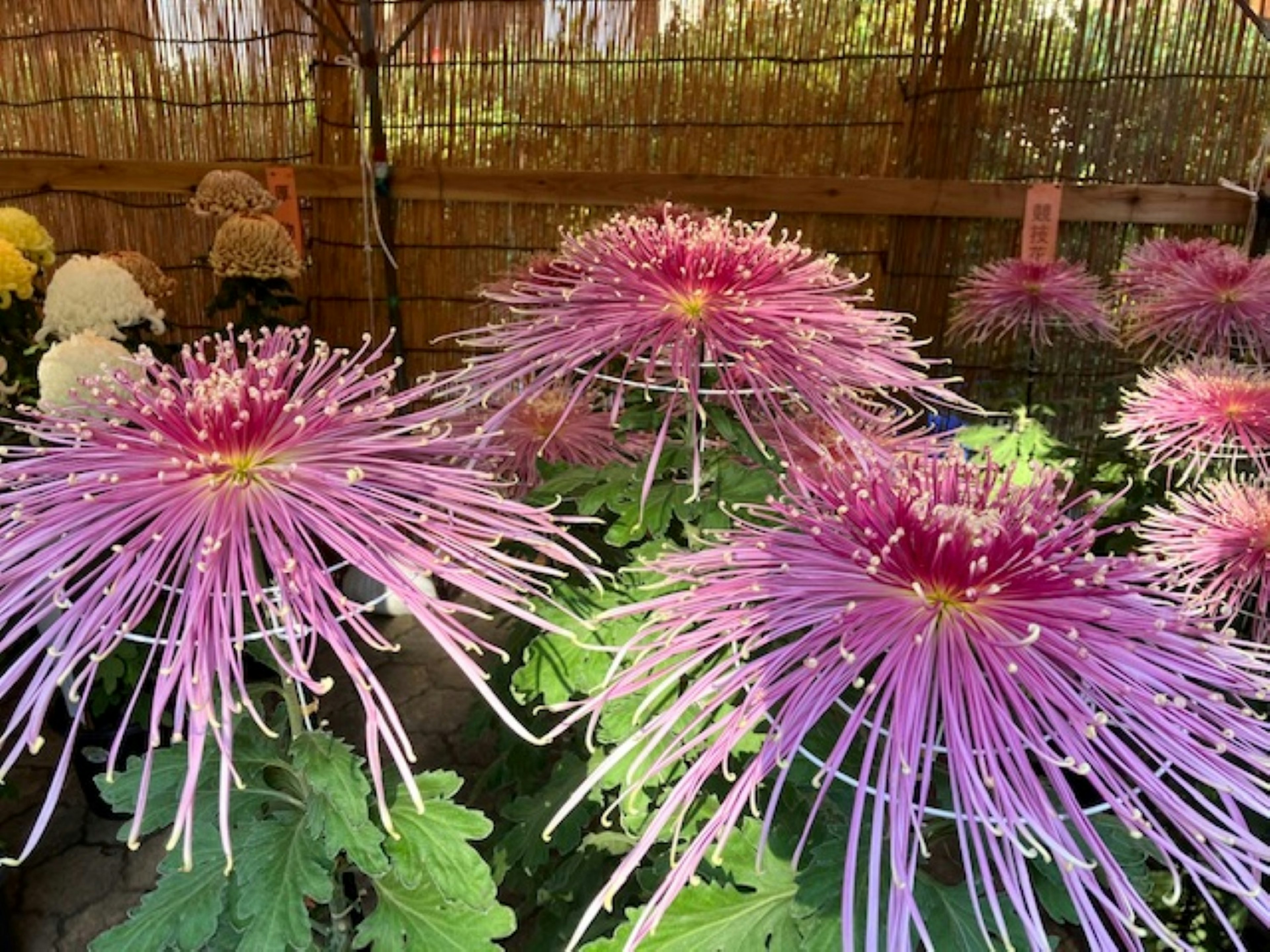 Vibrant pink chrysanthemum flowers with elongated petals