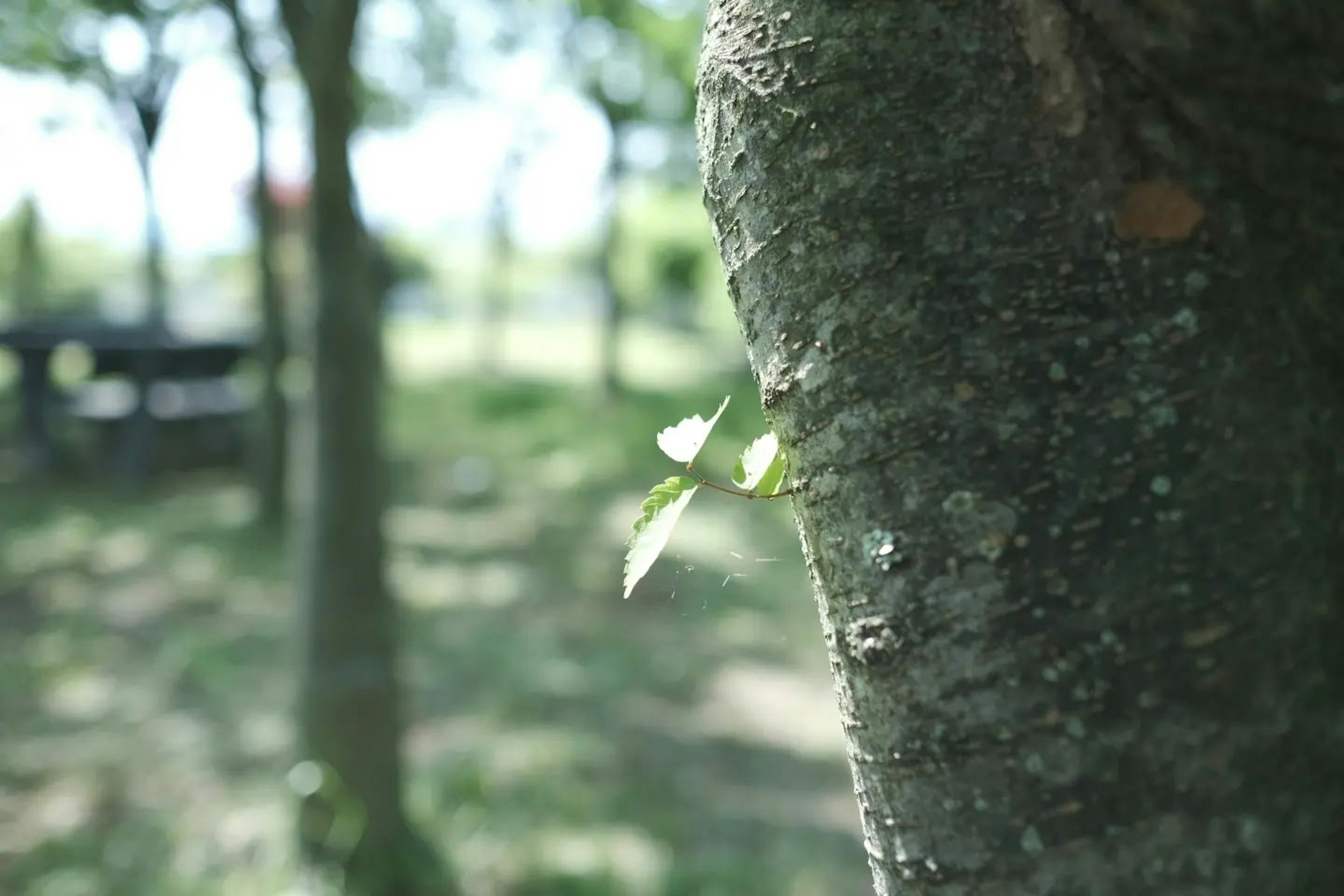 Image showing new leaves sprouting from a tree trunk