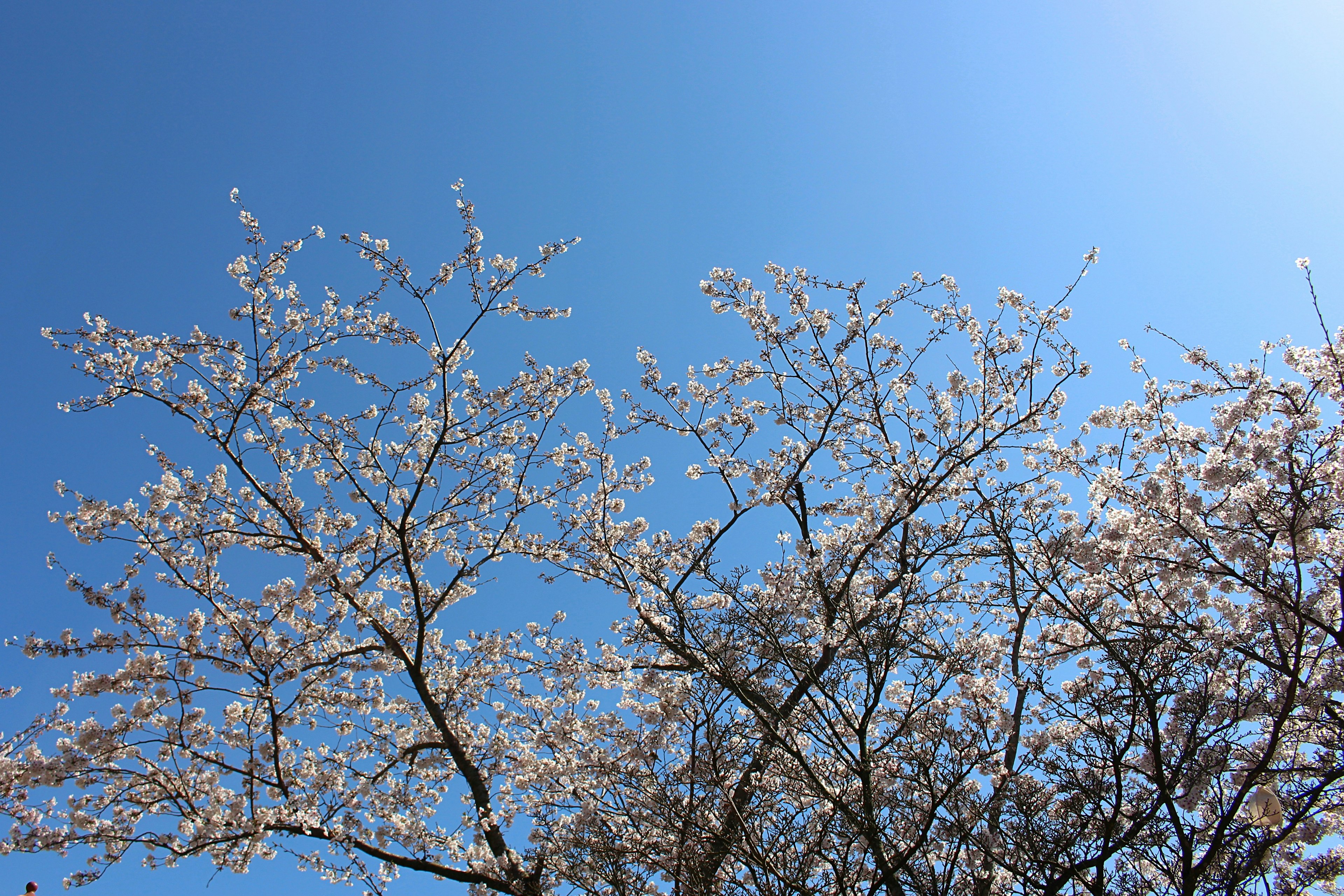 Bunga sakura mekar di bawah langit biru yang cerah