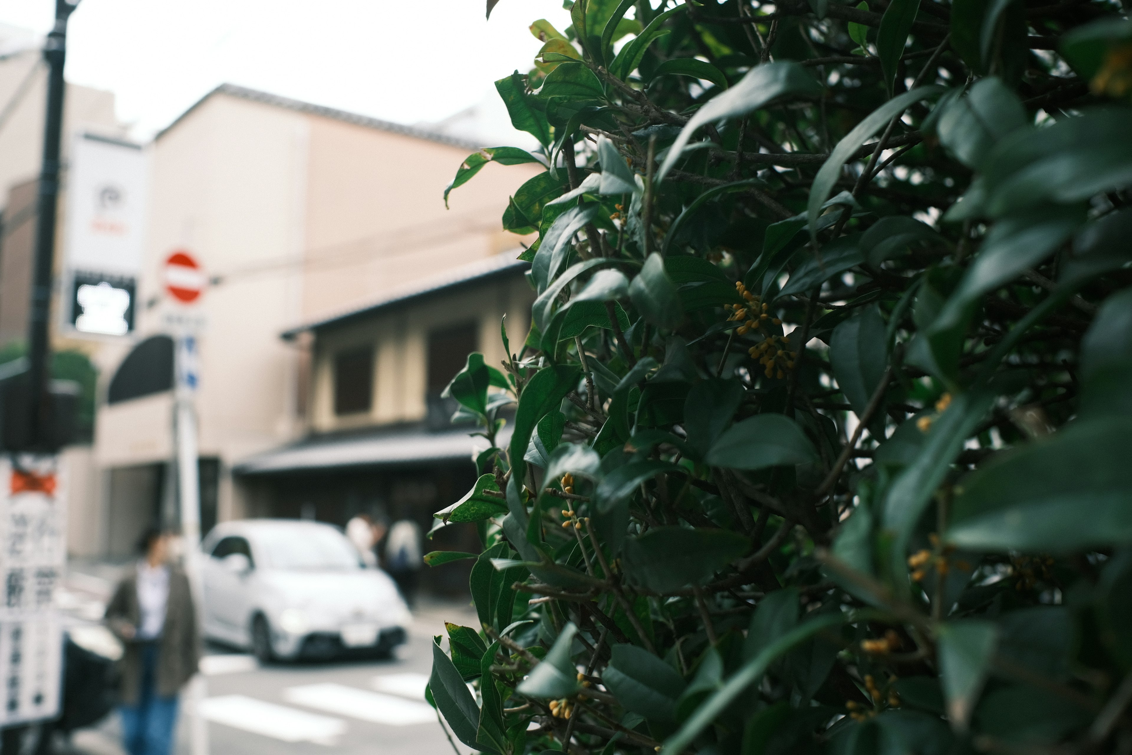 街角の緑の植物と背景にある建物と車