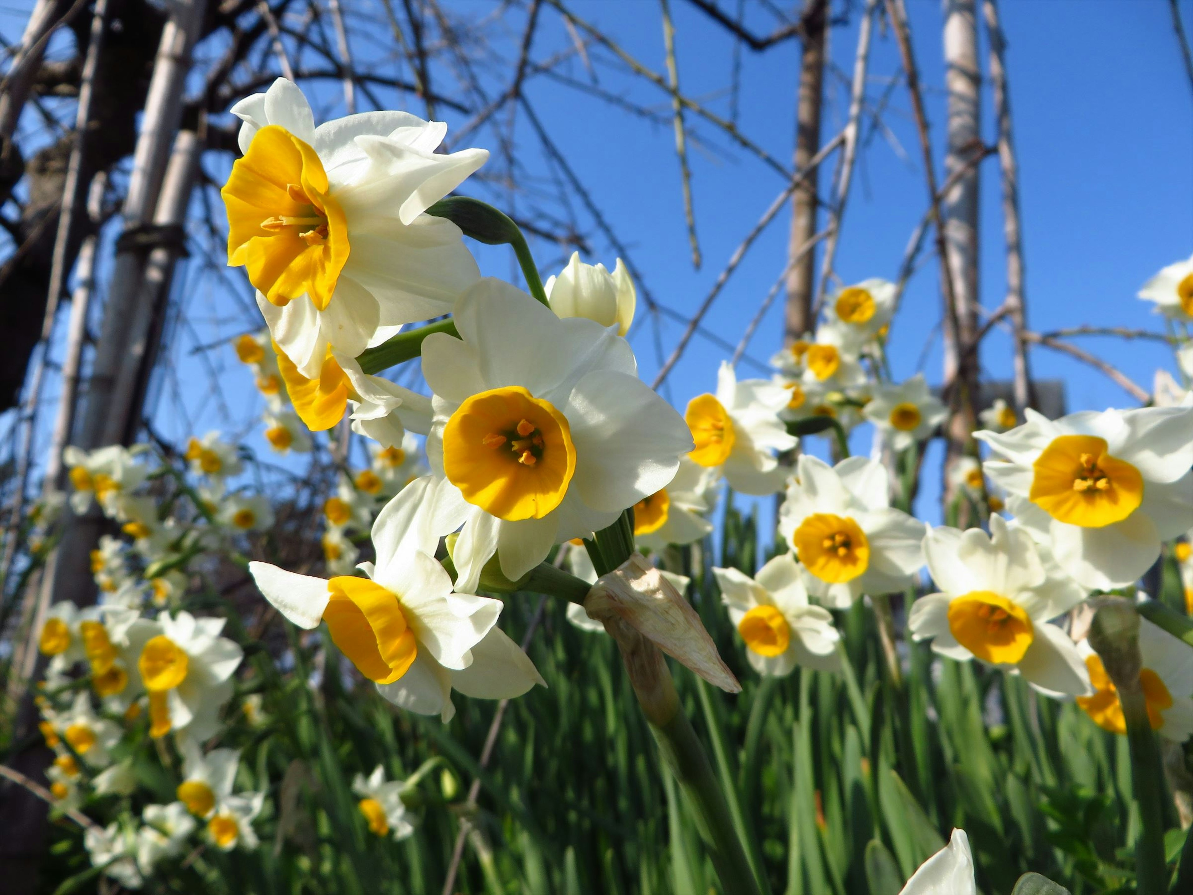 White daffodils with yellow centers against a blue sky