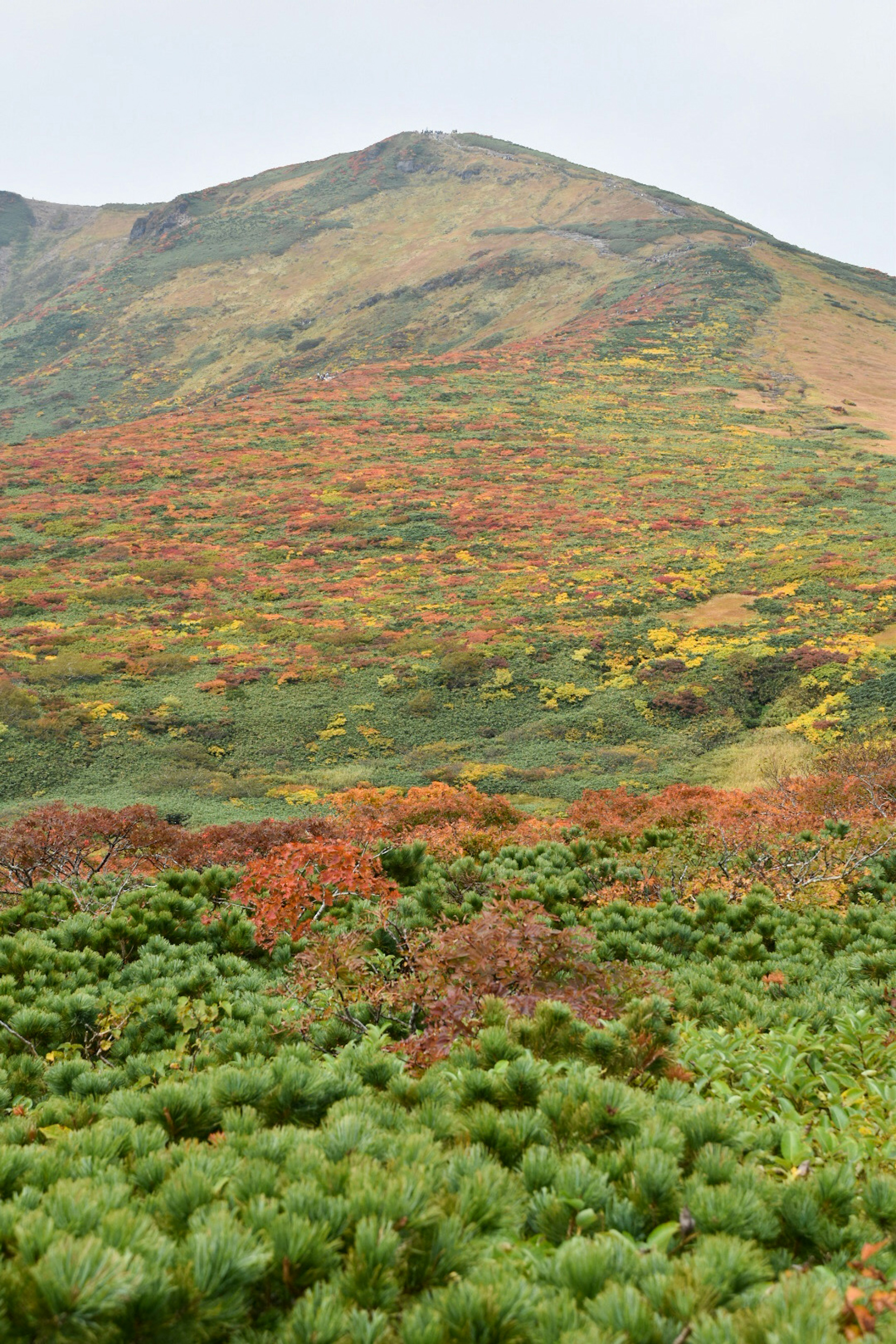 色とりどりの秋の葉が広がる山の風景