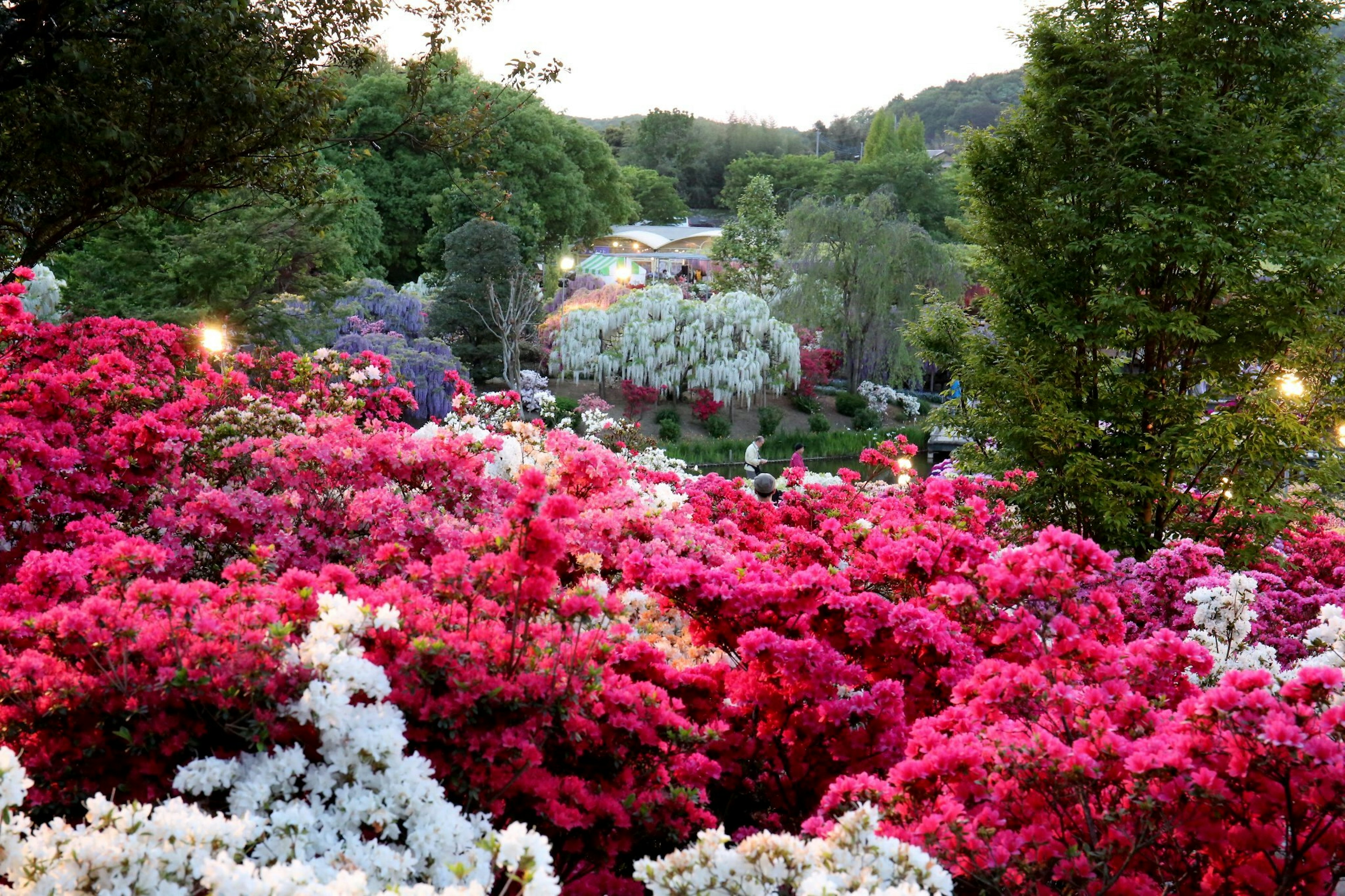 Vibrant azaleas in pink and white blooming in a lush garden setting