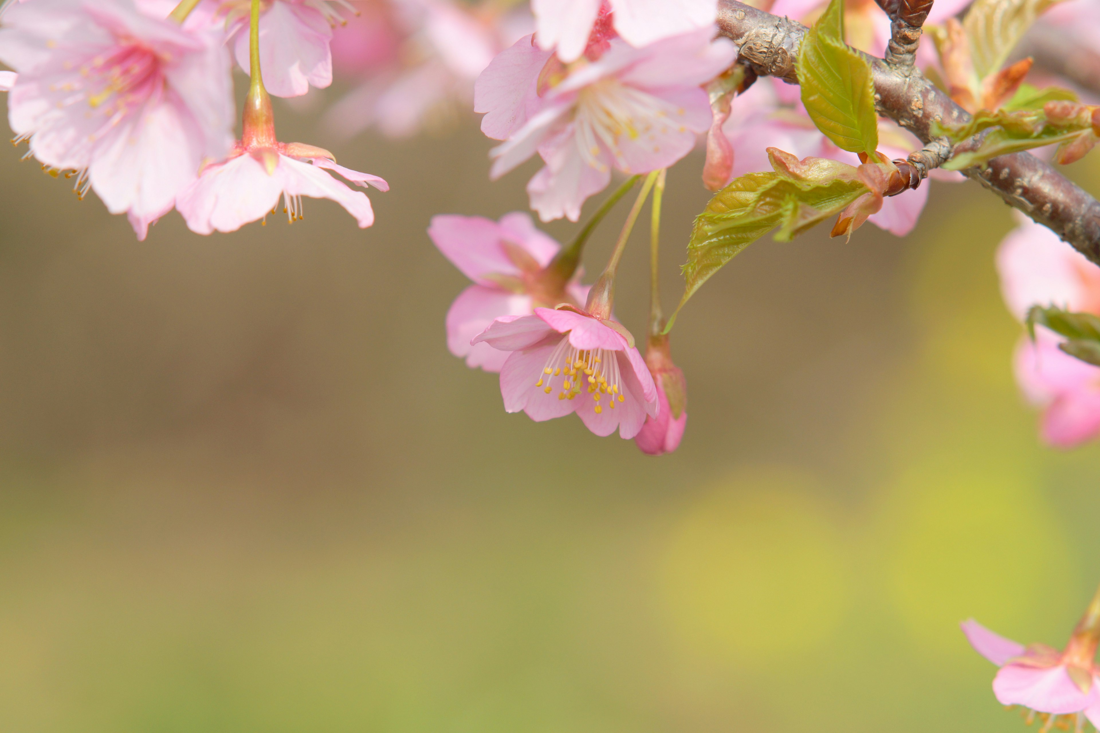 Close-up kelopak bunga sakura di cabang