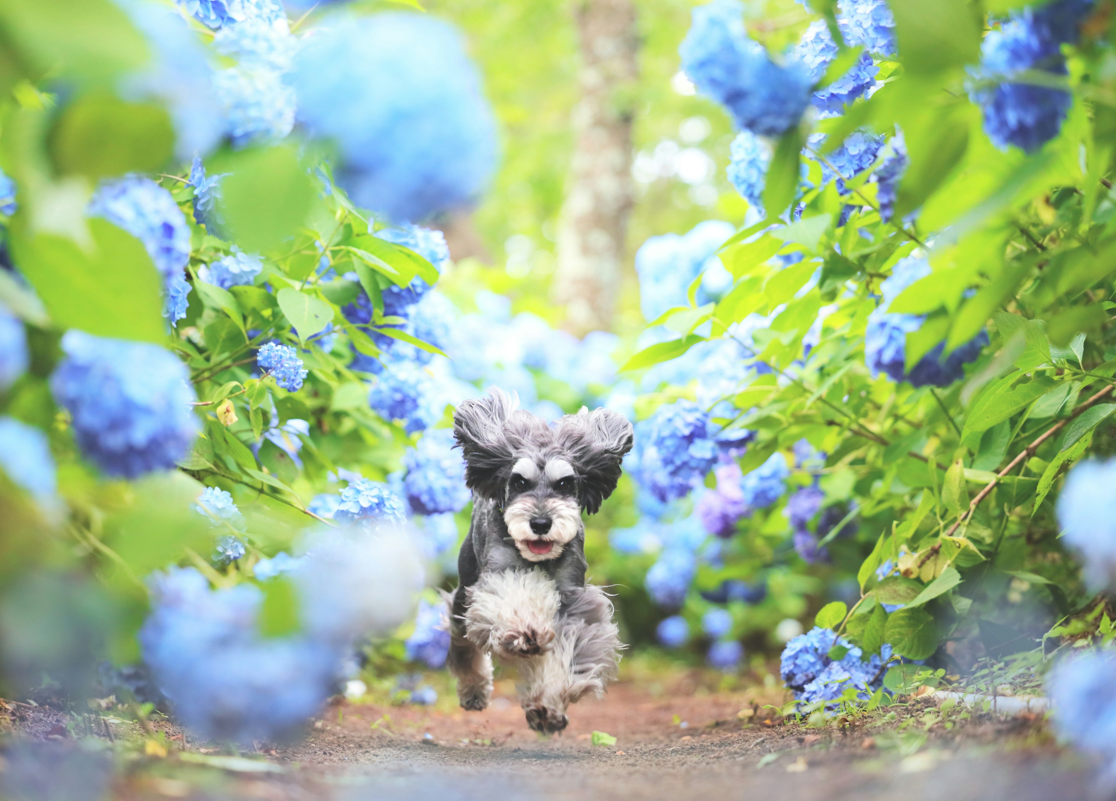 Un cane che corre felicemente lungo un sentiero fiancheggiato da ortensie blu