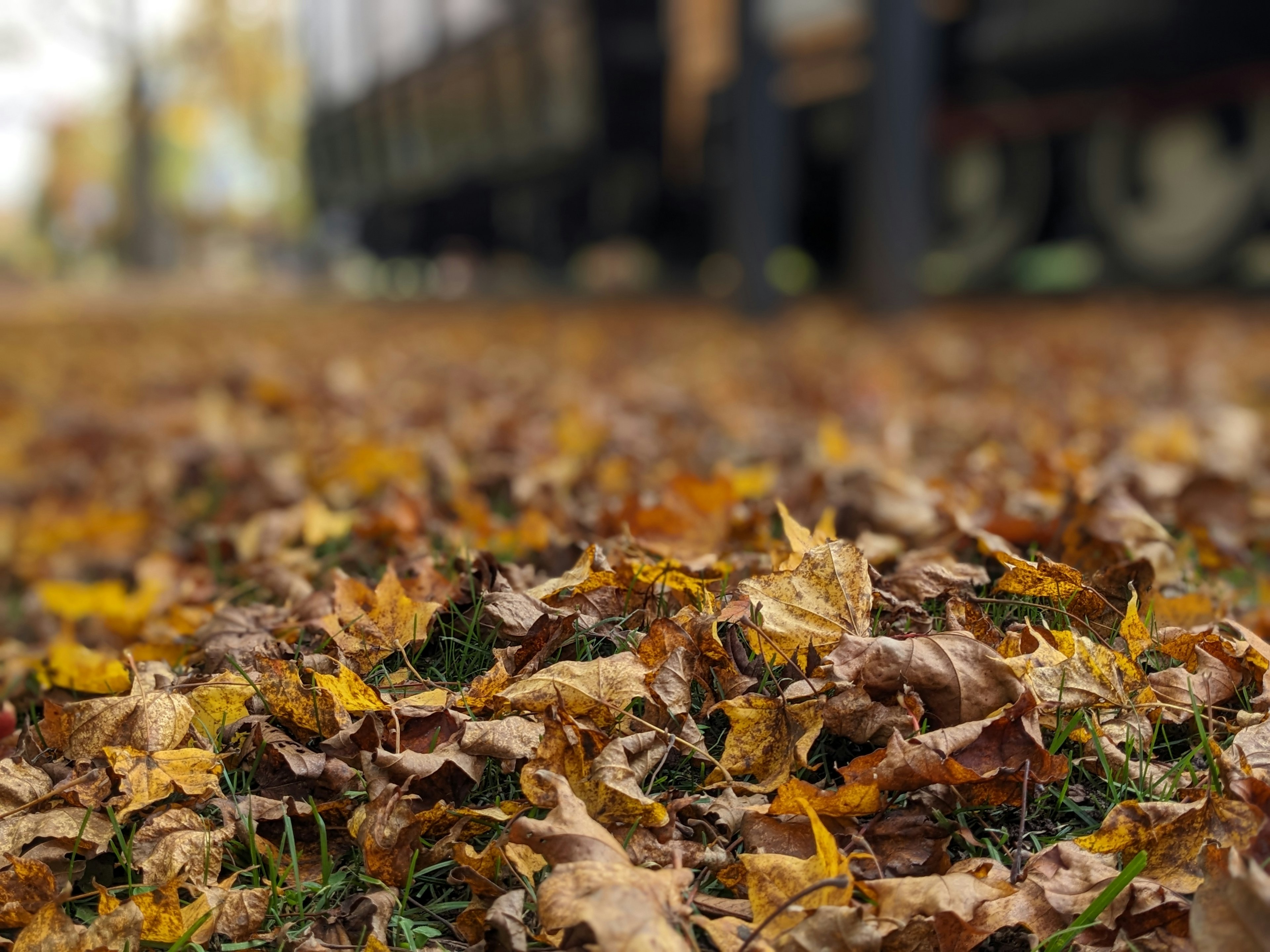 Feuilles d'automne colorées éparpillées sur le sol