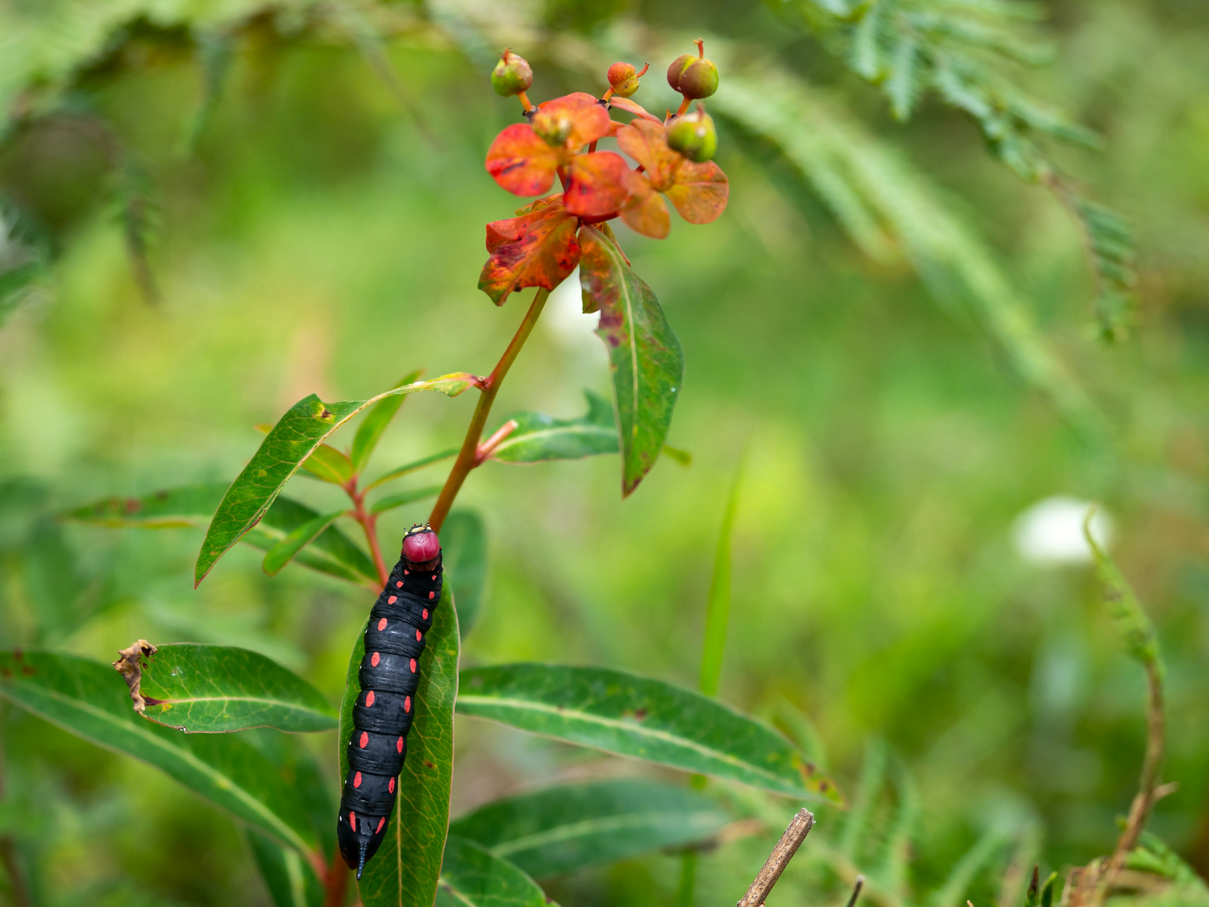 Una scena naturale con fiori rossi e una larva nera su foglie verdi