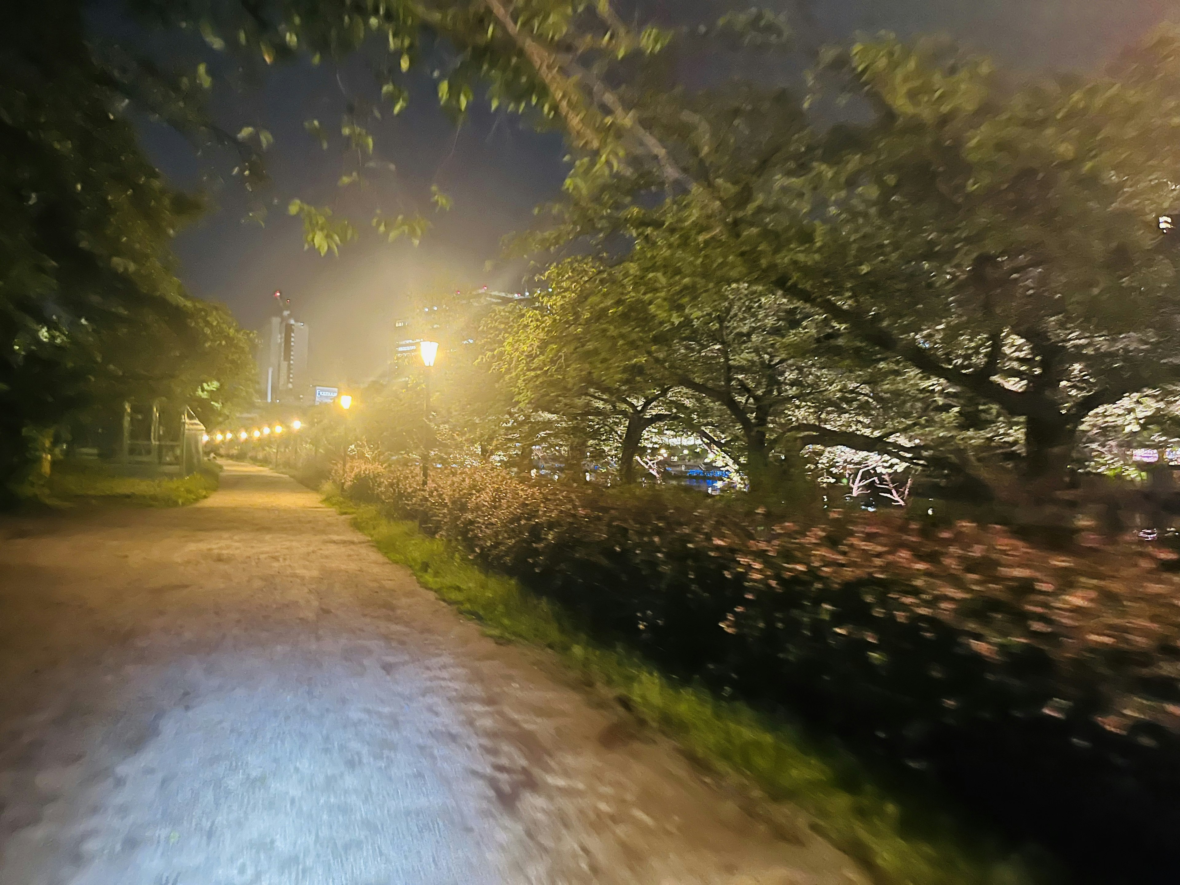 Un sentiero illuminato in un parco di notte fiancheggiato da alberi e lampioni