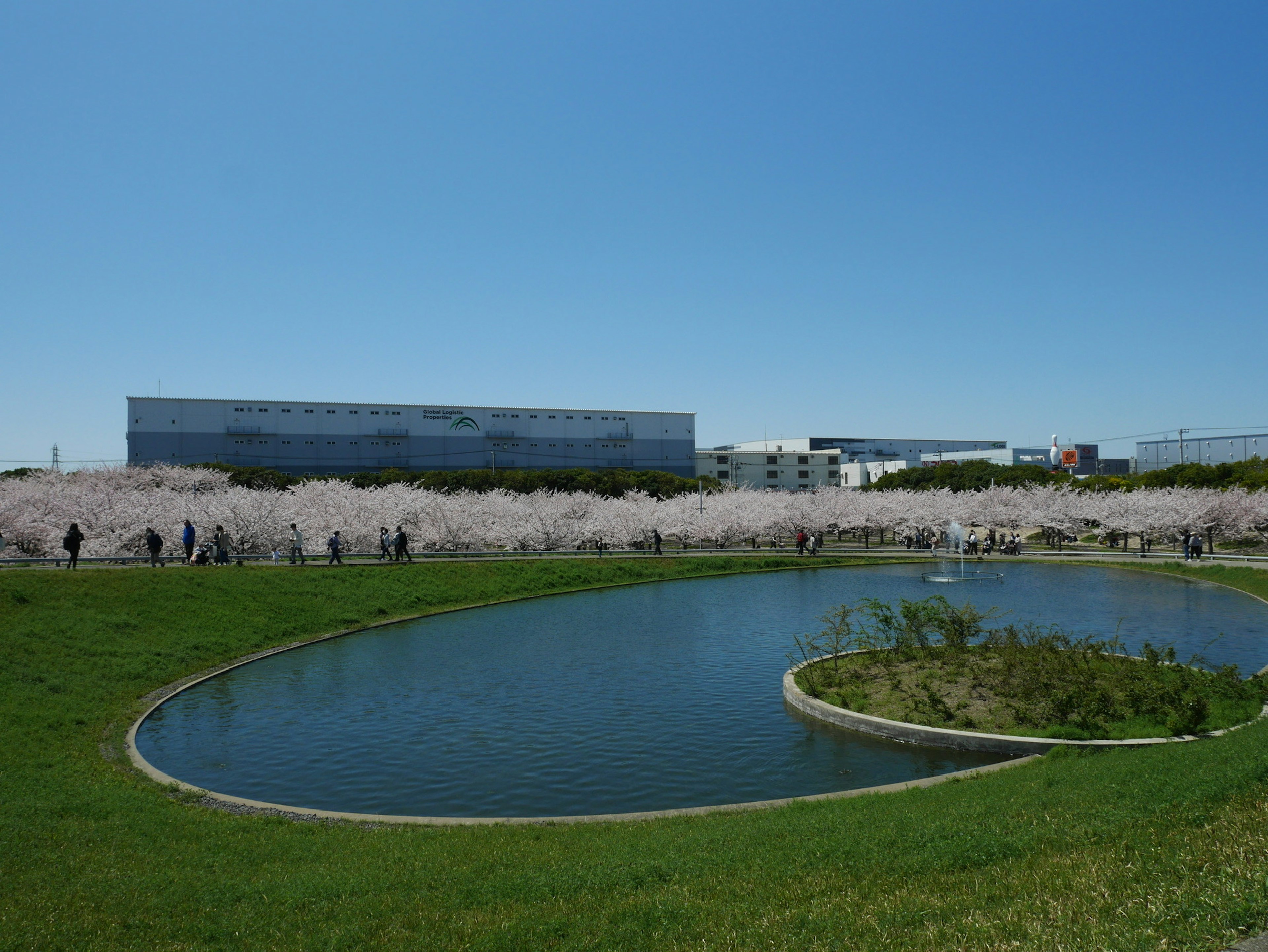 Landscape of cherry blossom trees lining a park under a clear blue sky with a pond