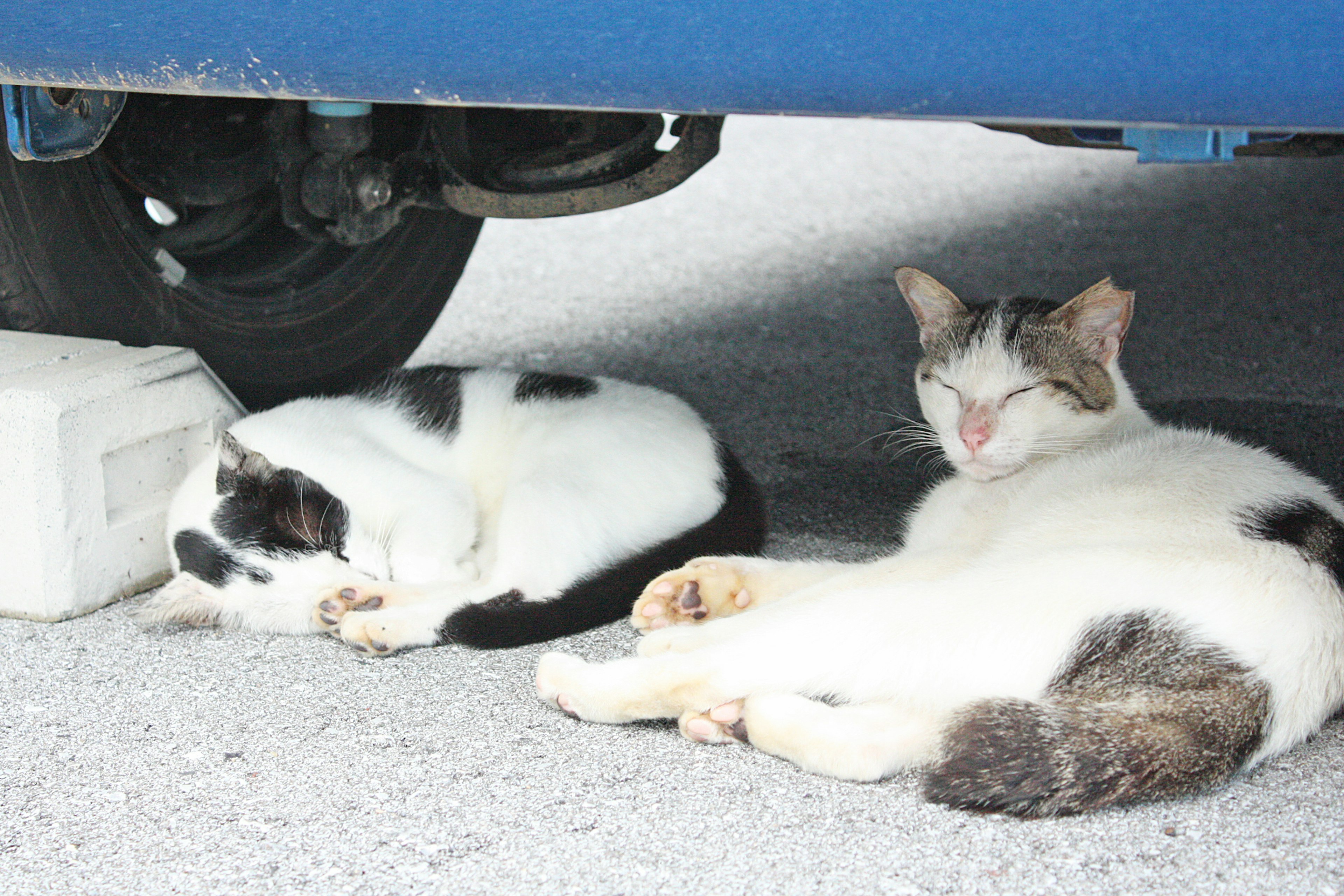 Deux chats dormant sous une voiture