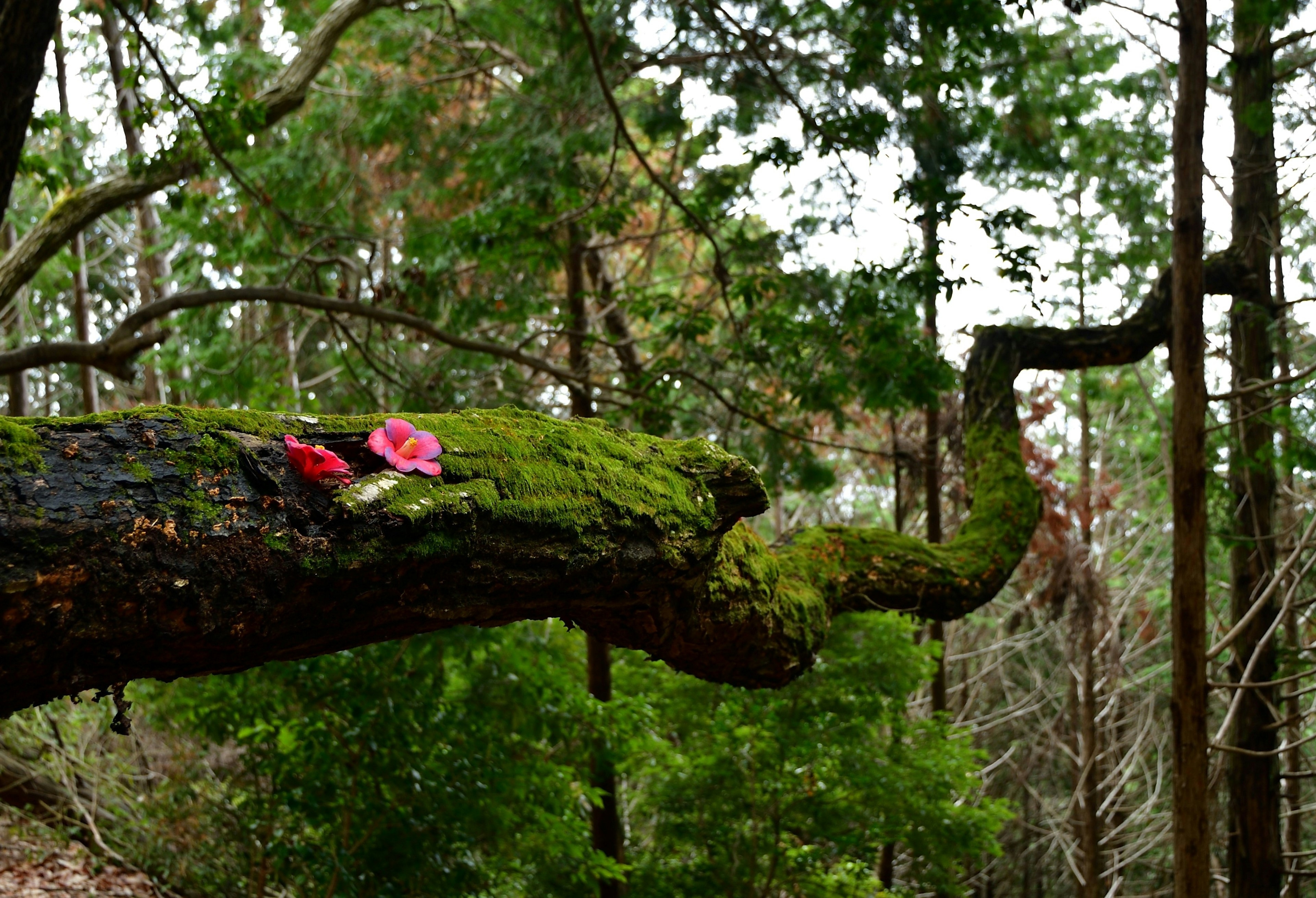 Moss-covered tree branch with pink flowers in a green forest