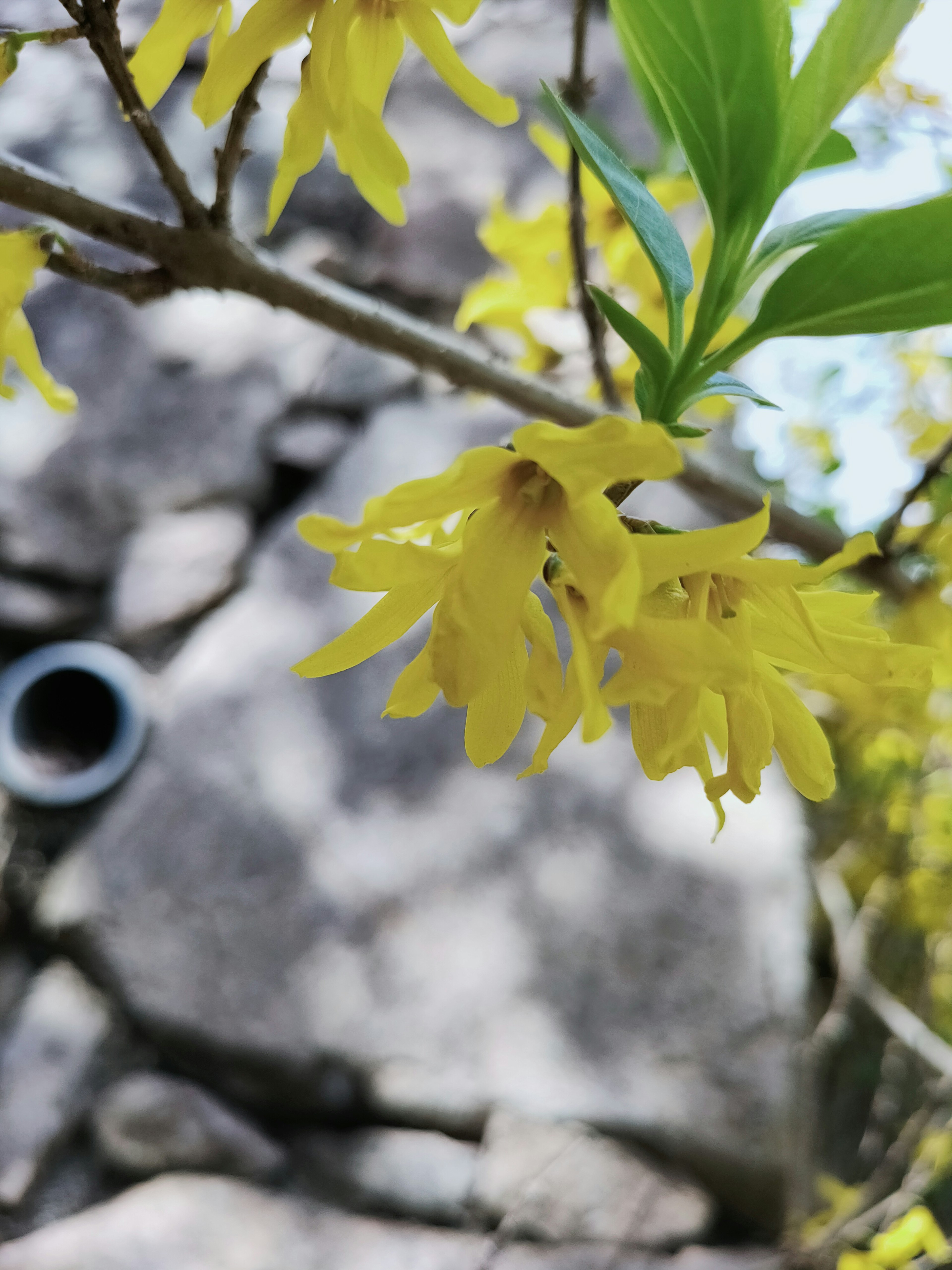 Close-up of yellow flowers and green leaves on a tree branch