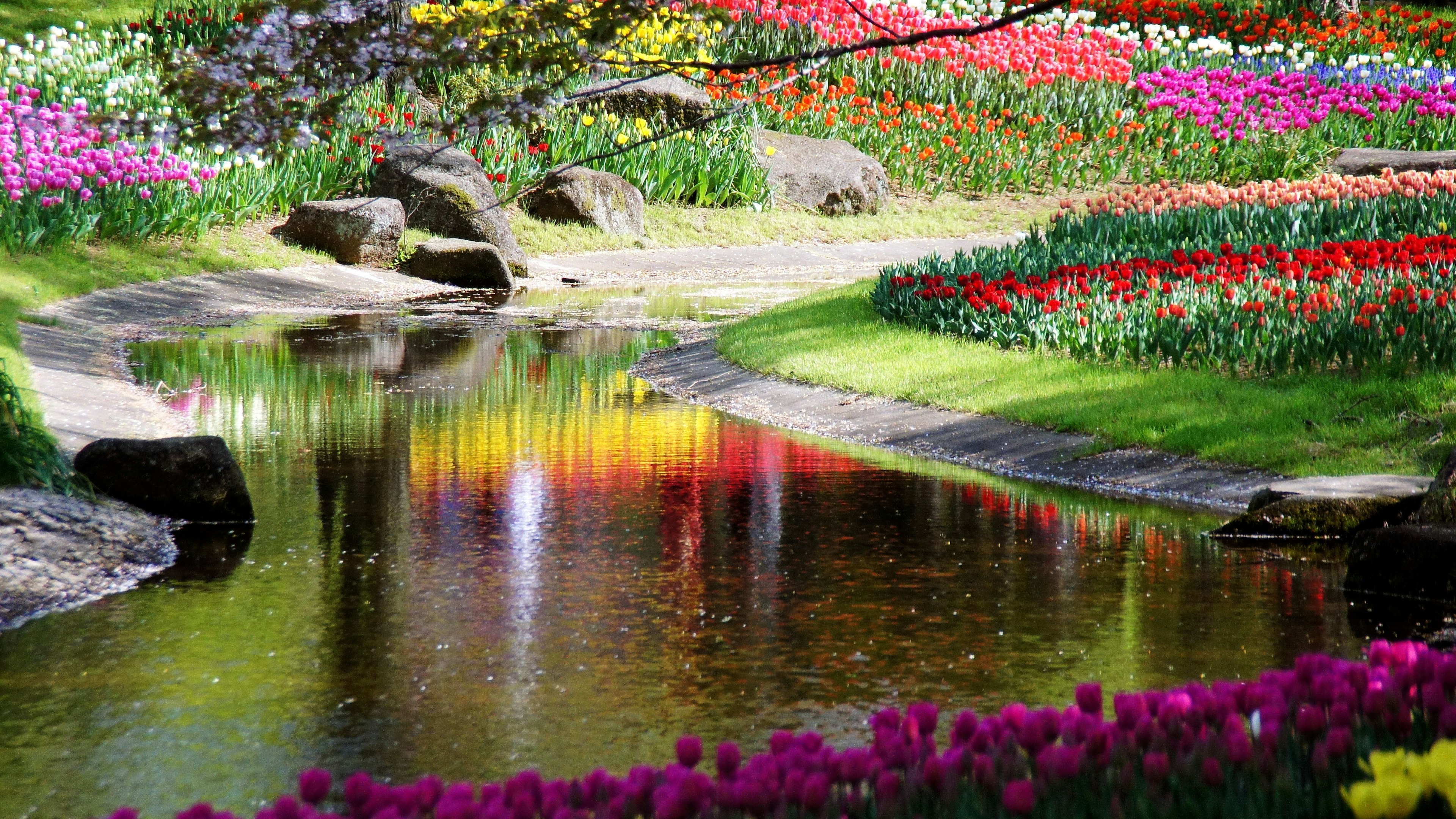 Un hermoso jardín con tulipanes coloridos y un estanque sereno