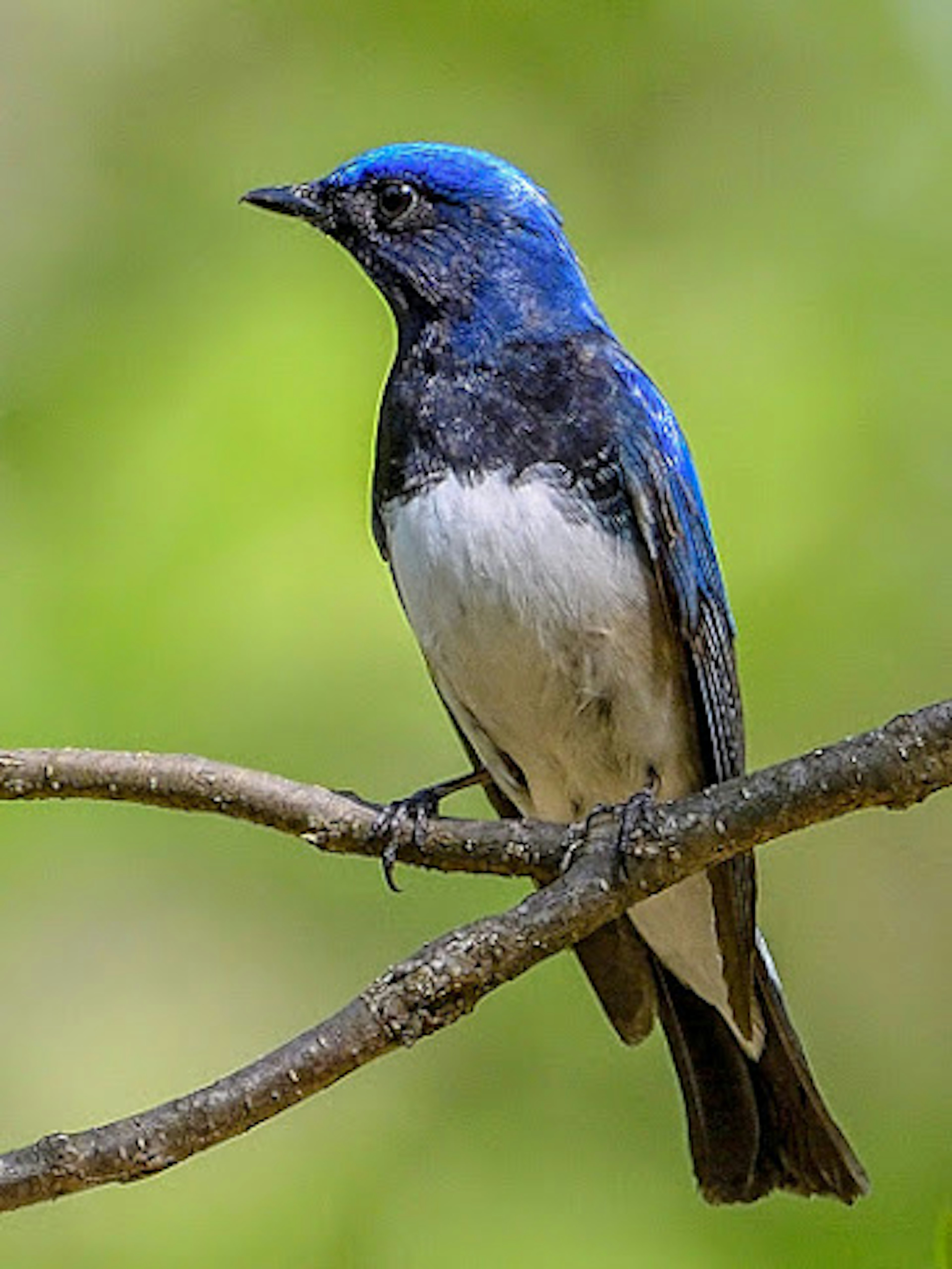 Un bel uccello piccolo con piume blu appollaiato su un ramo