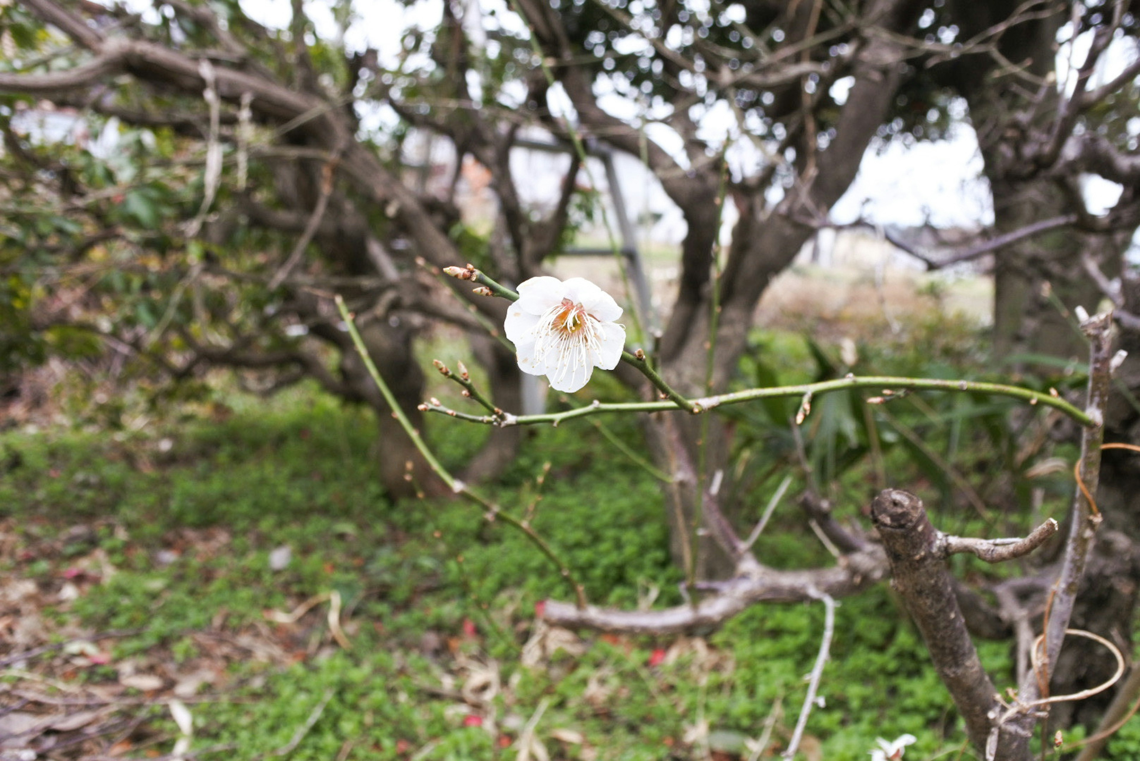 Un singolo fiore bianco che sboccia su un rametto con erba verde e tronchi d'albero sullo sfondo