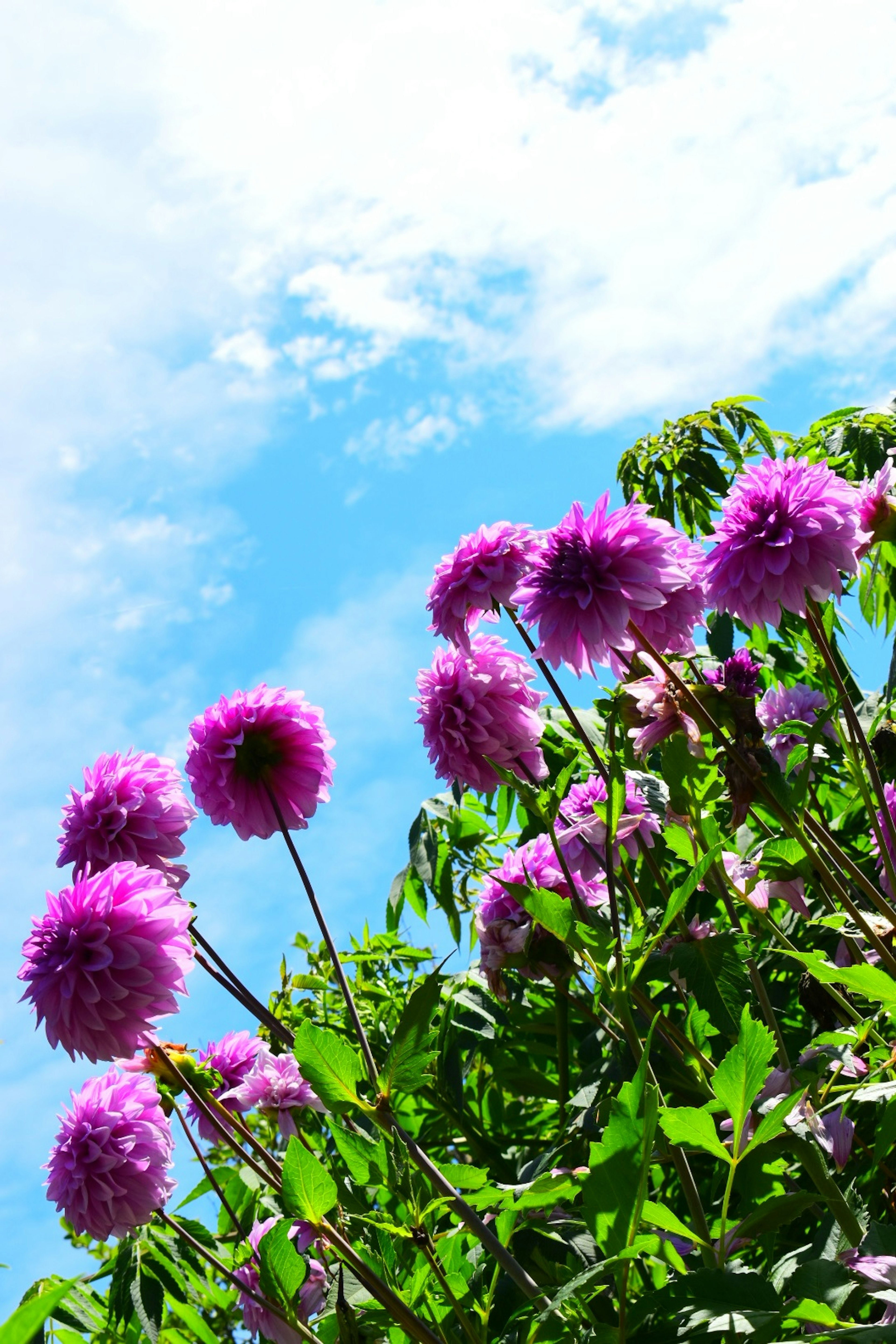 Vibrant purple dahlias blooming under a blue sky