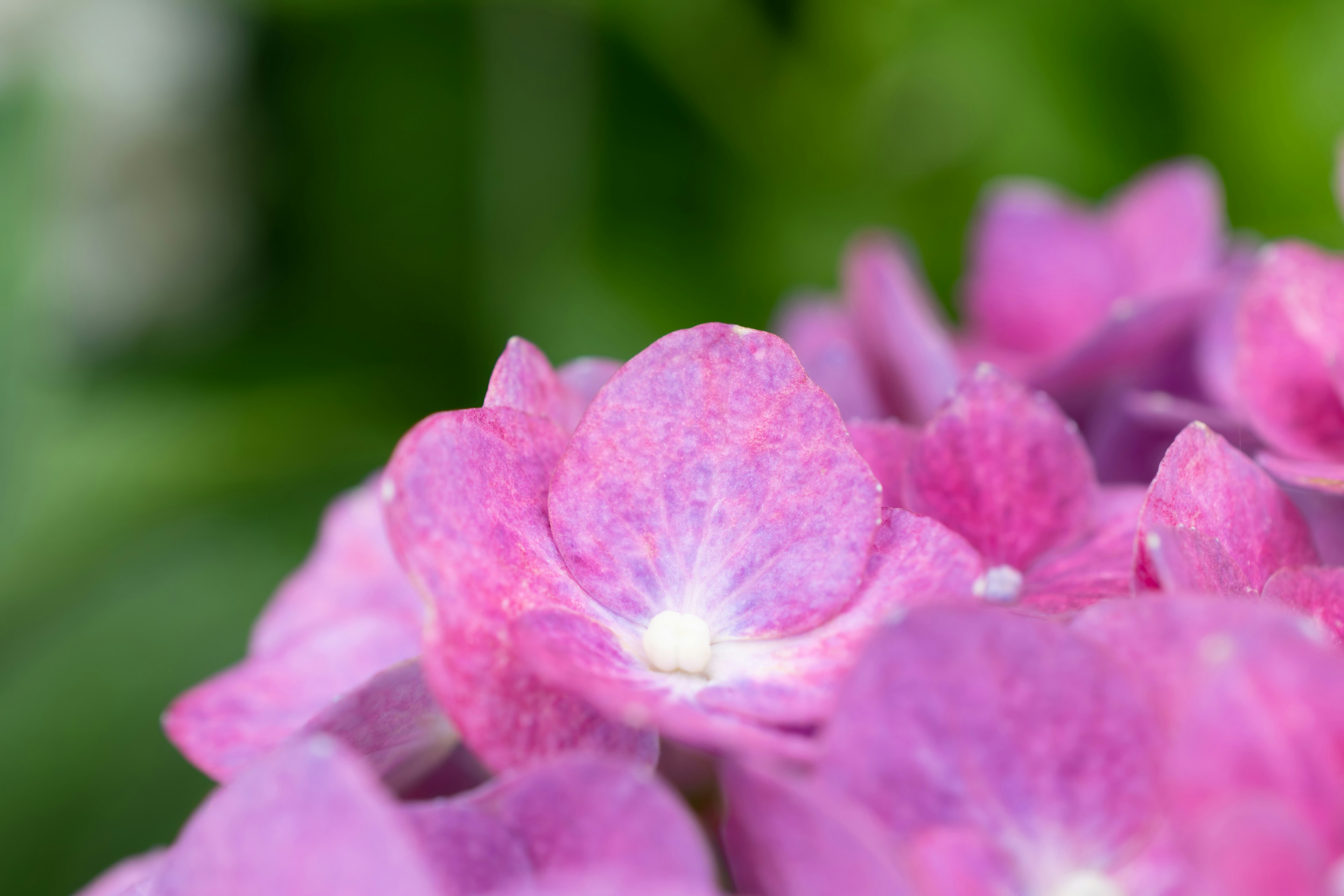 ピンクのアジサイの花のクローズアップ写真