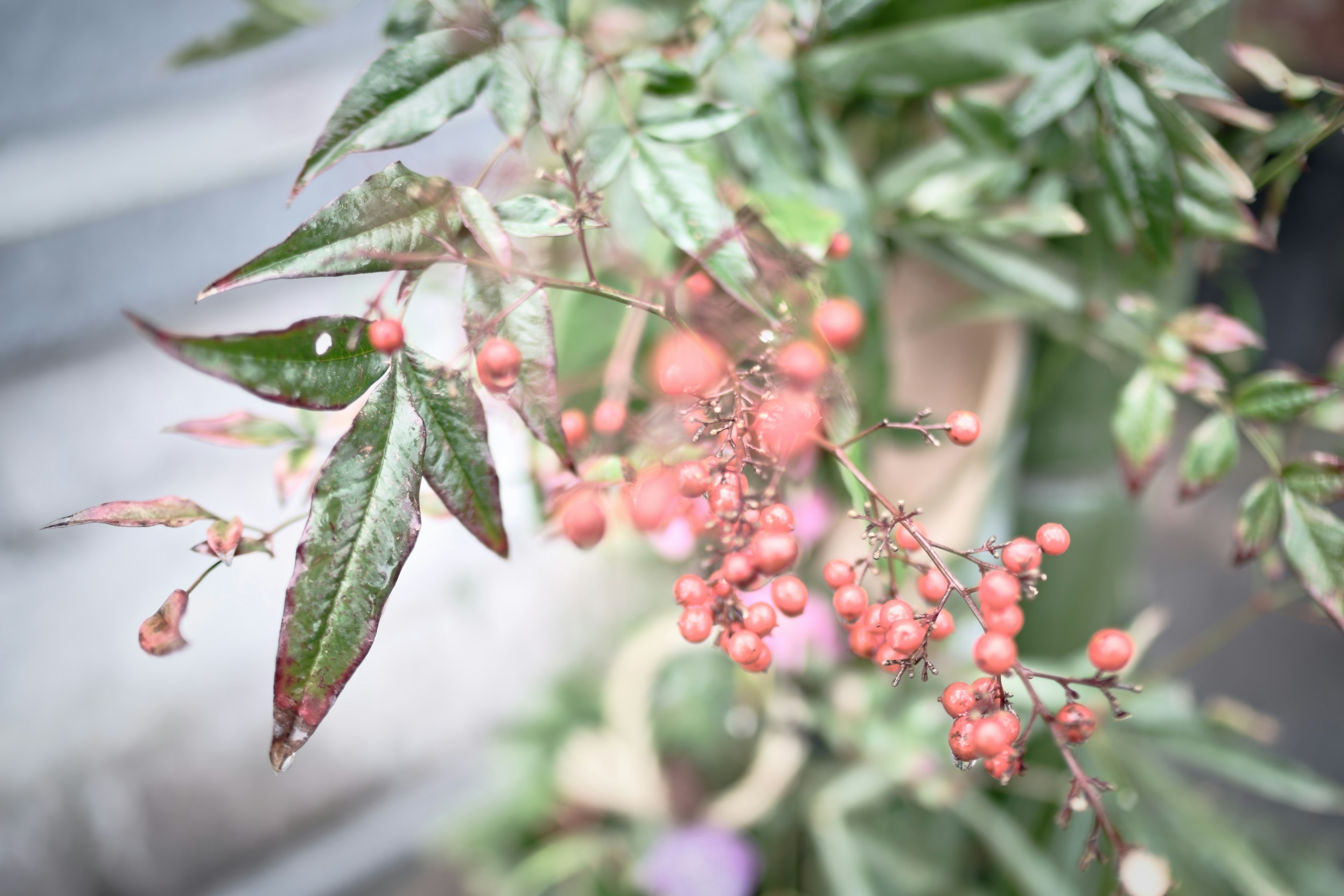 鮮やかな赤い実と緑の葉を持つ植物のクローズアップ