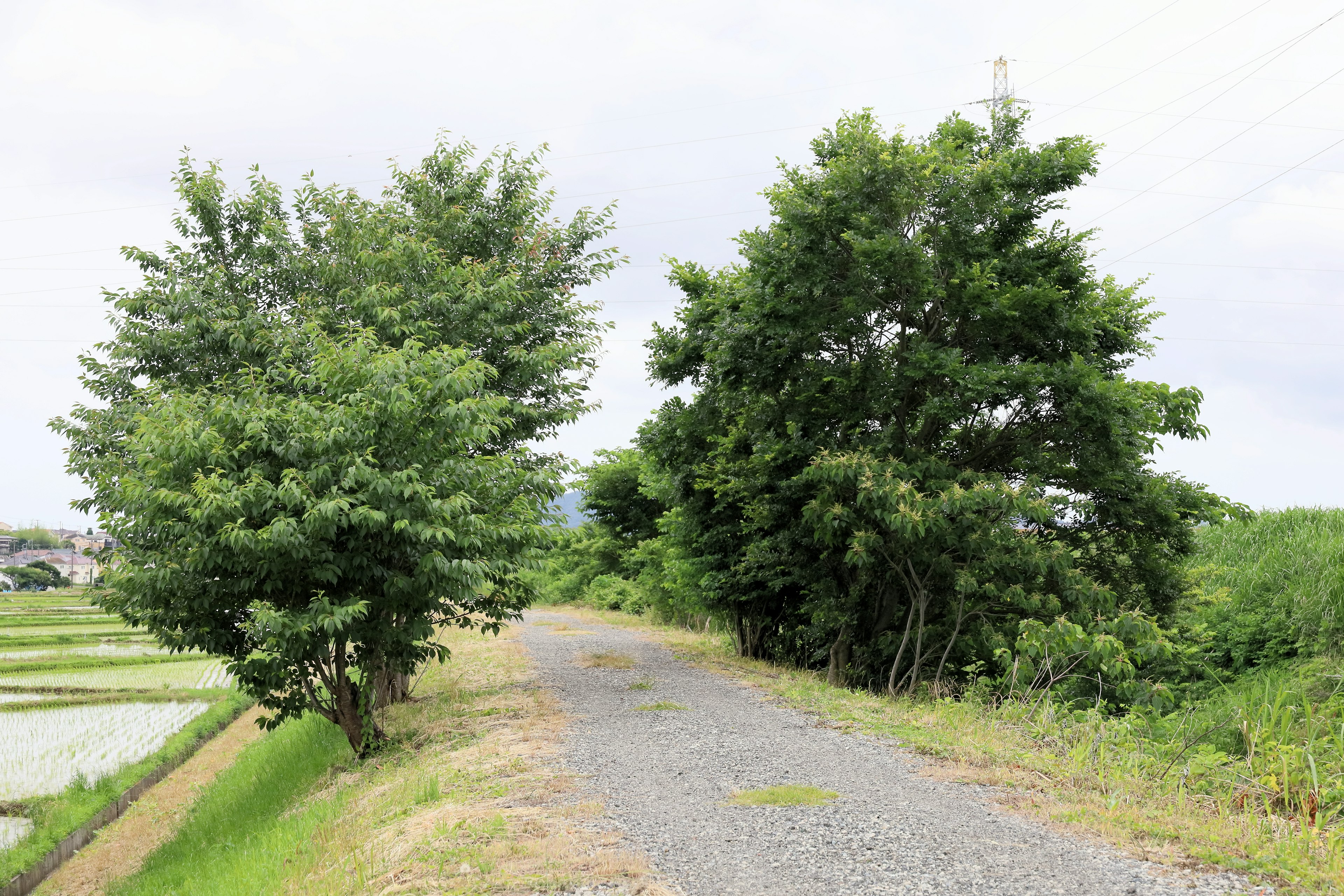 緑豊かな道と周囲の木々が見える田園風景