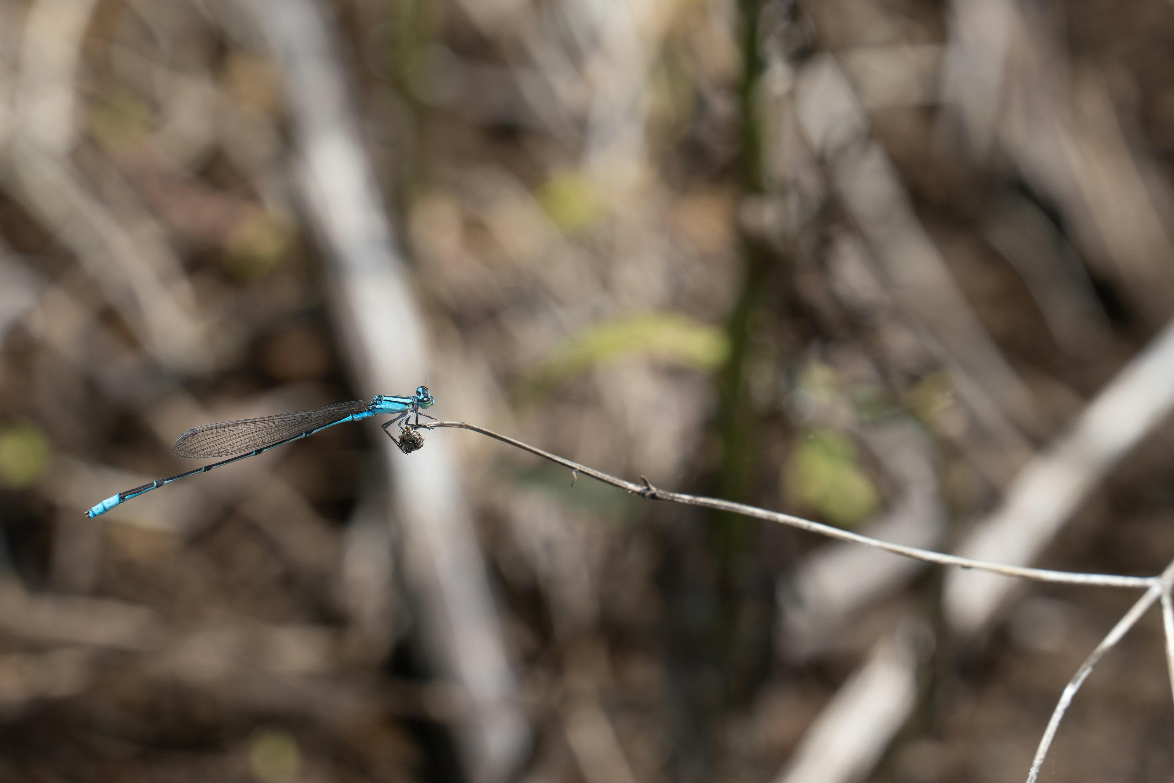 A blue dragonfly perched on a thin stem with a blurred natural background