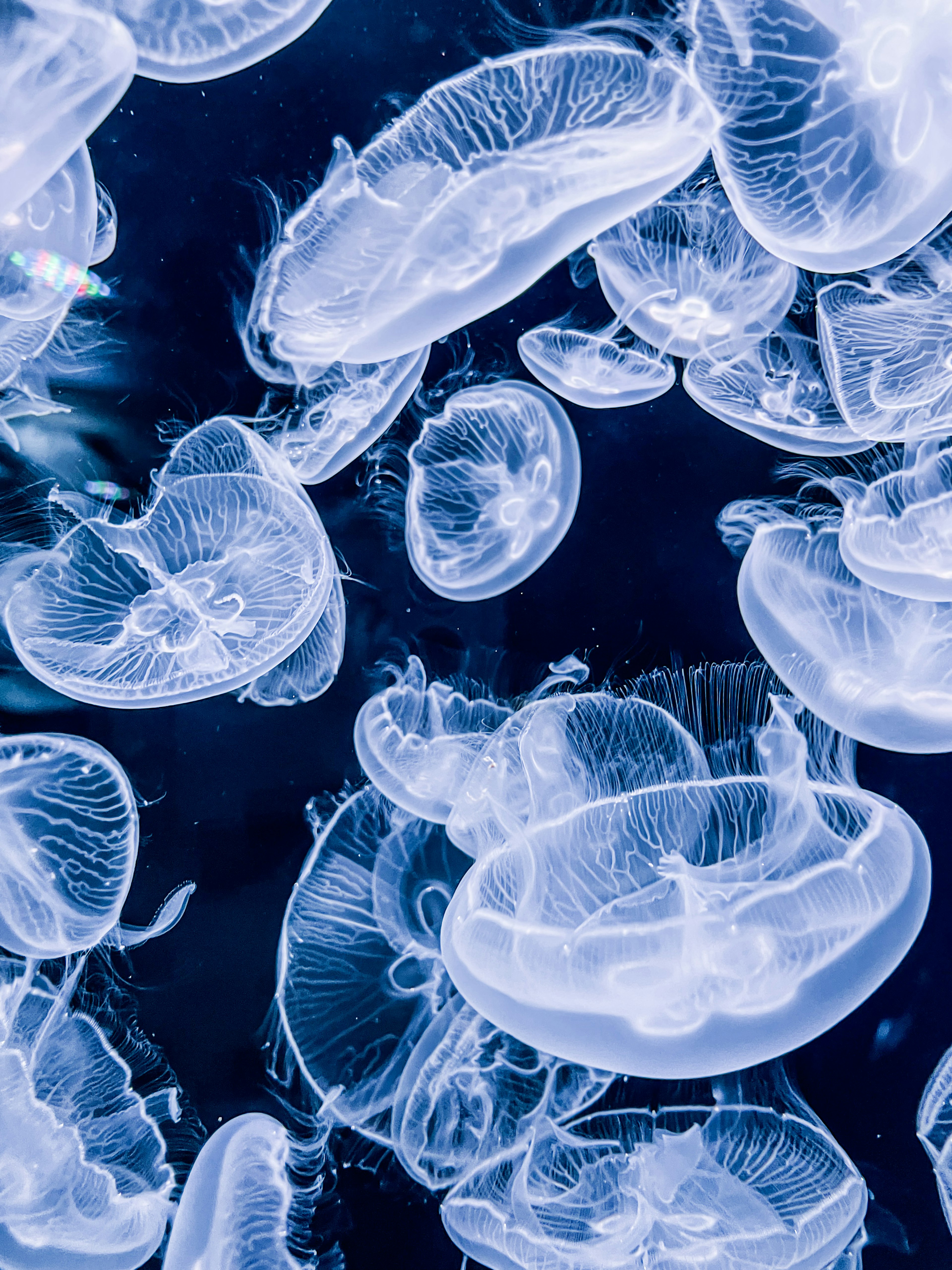 Un enjambre de medusas translúcidas flotando sobre un fondo azul