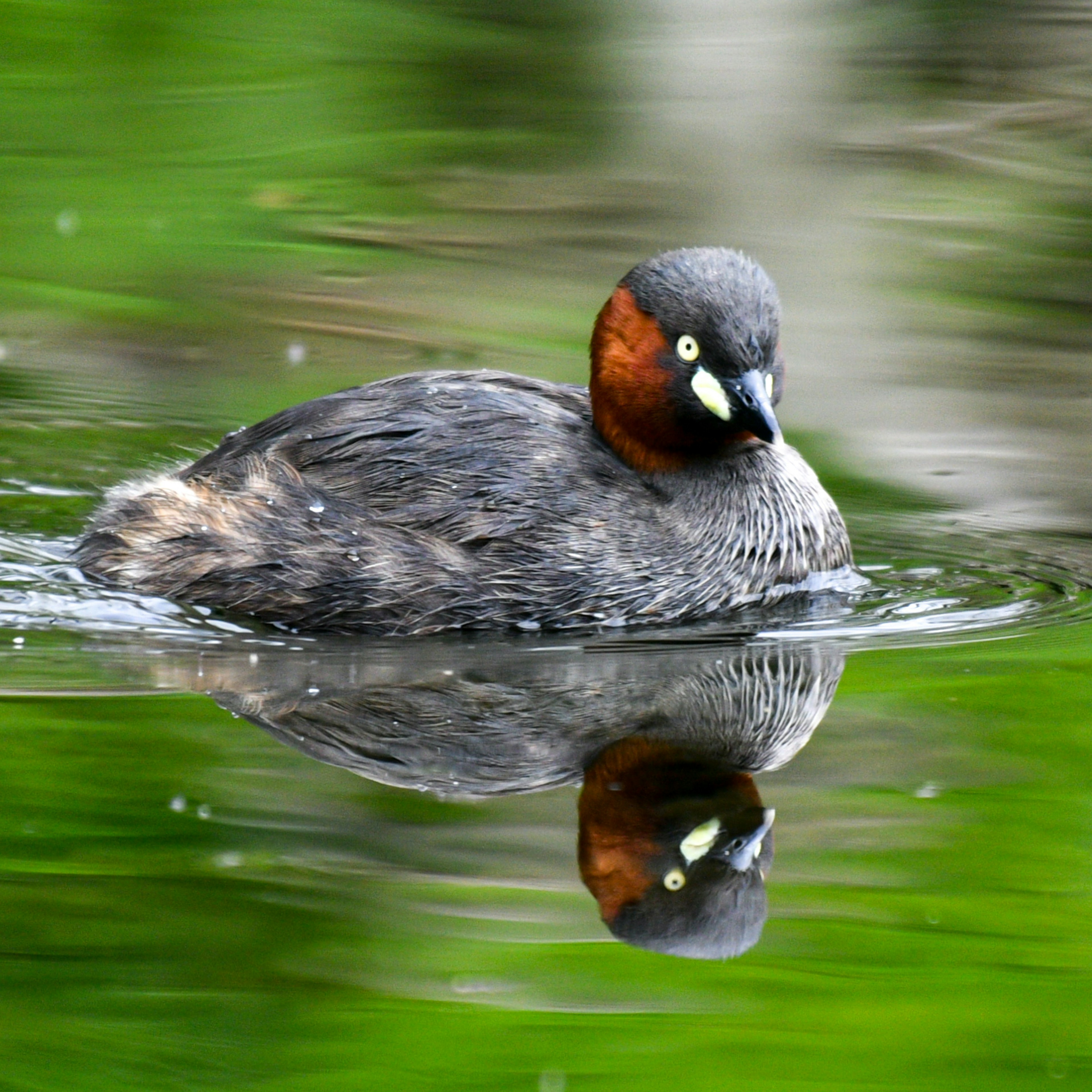 Ein Haubentaucher, der an der Wasseroberfläche schwimmt mit buntem Gefieder und spiegelndem Reflex