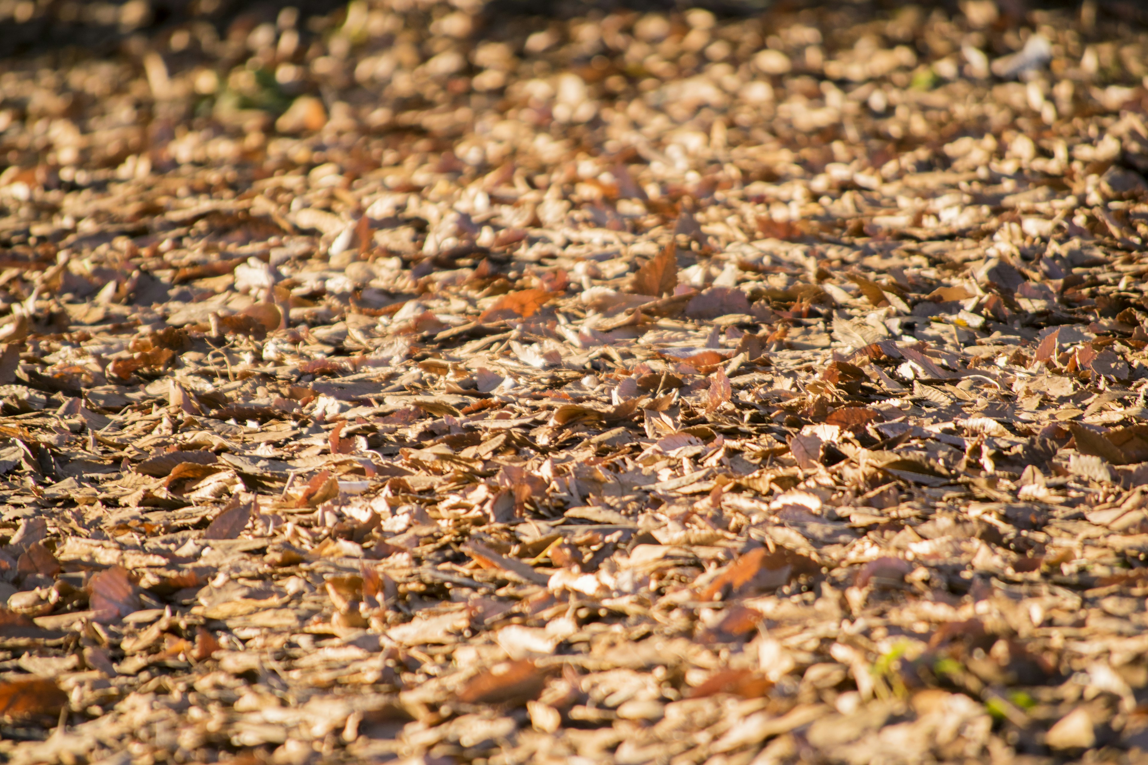 Gros plan d'un sol recouvert de feuilles mortes