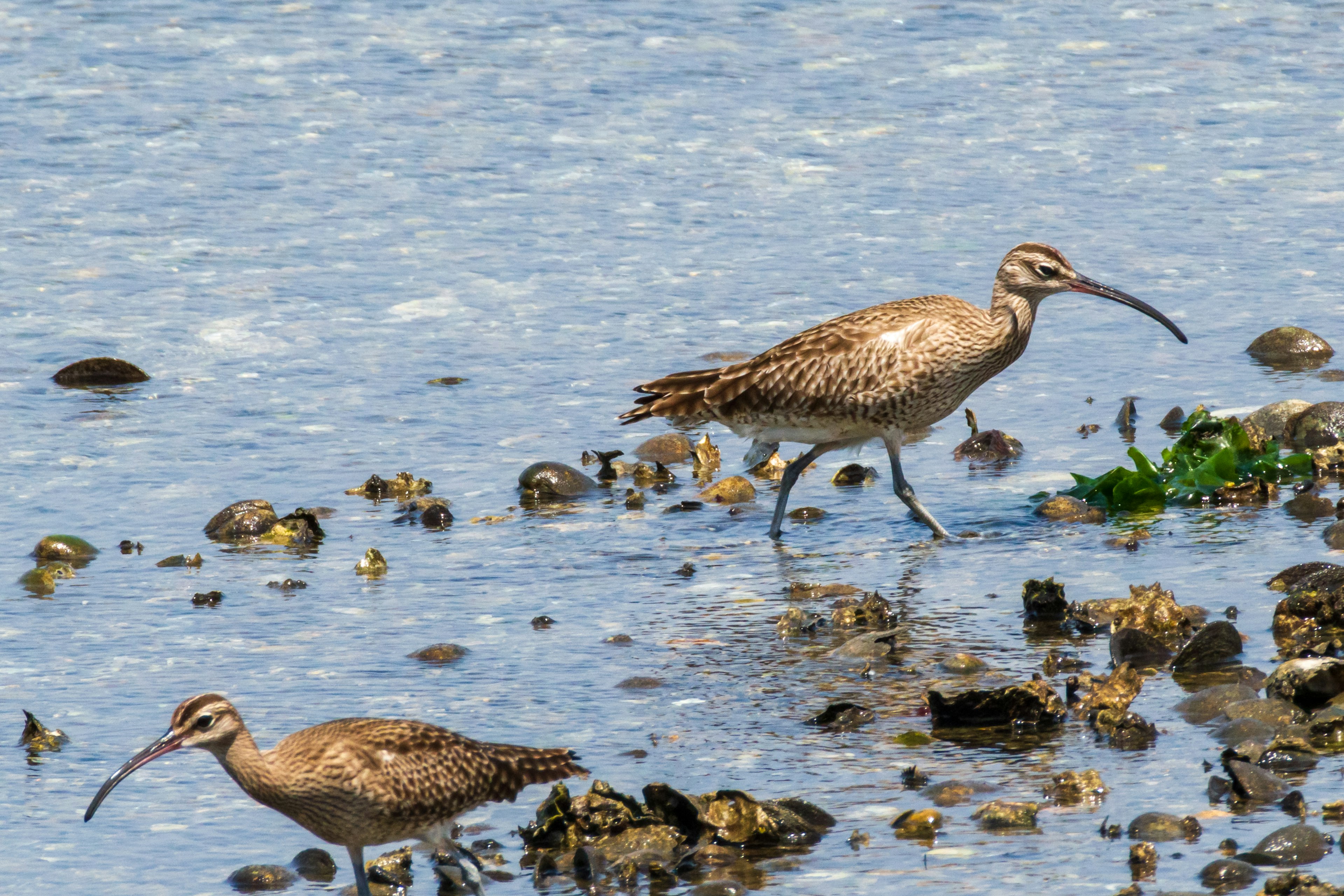 Two shorebirds walking along the water's edge on rocky terrain