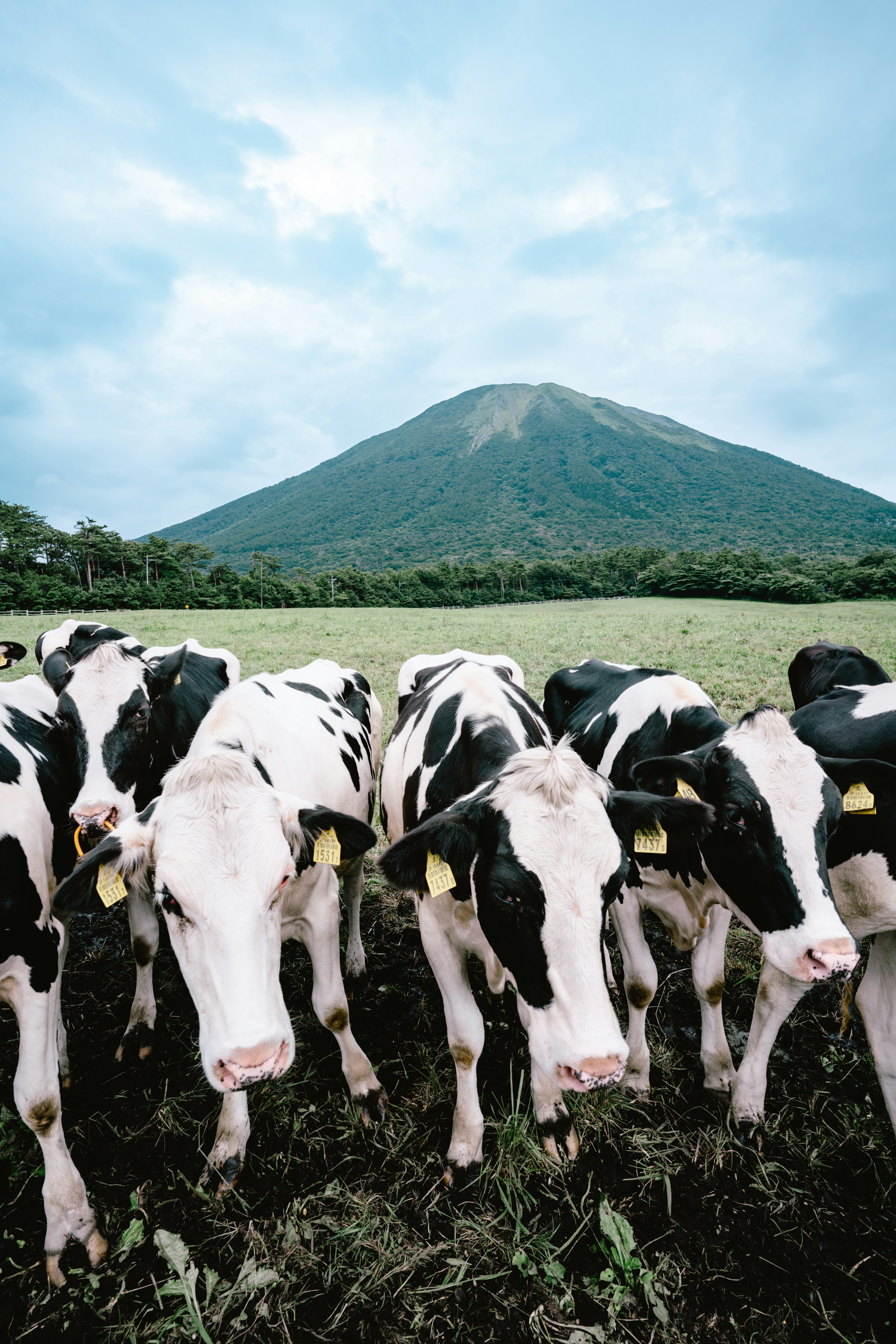 Cows in a grassy field with a mountain in the background