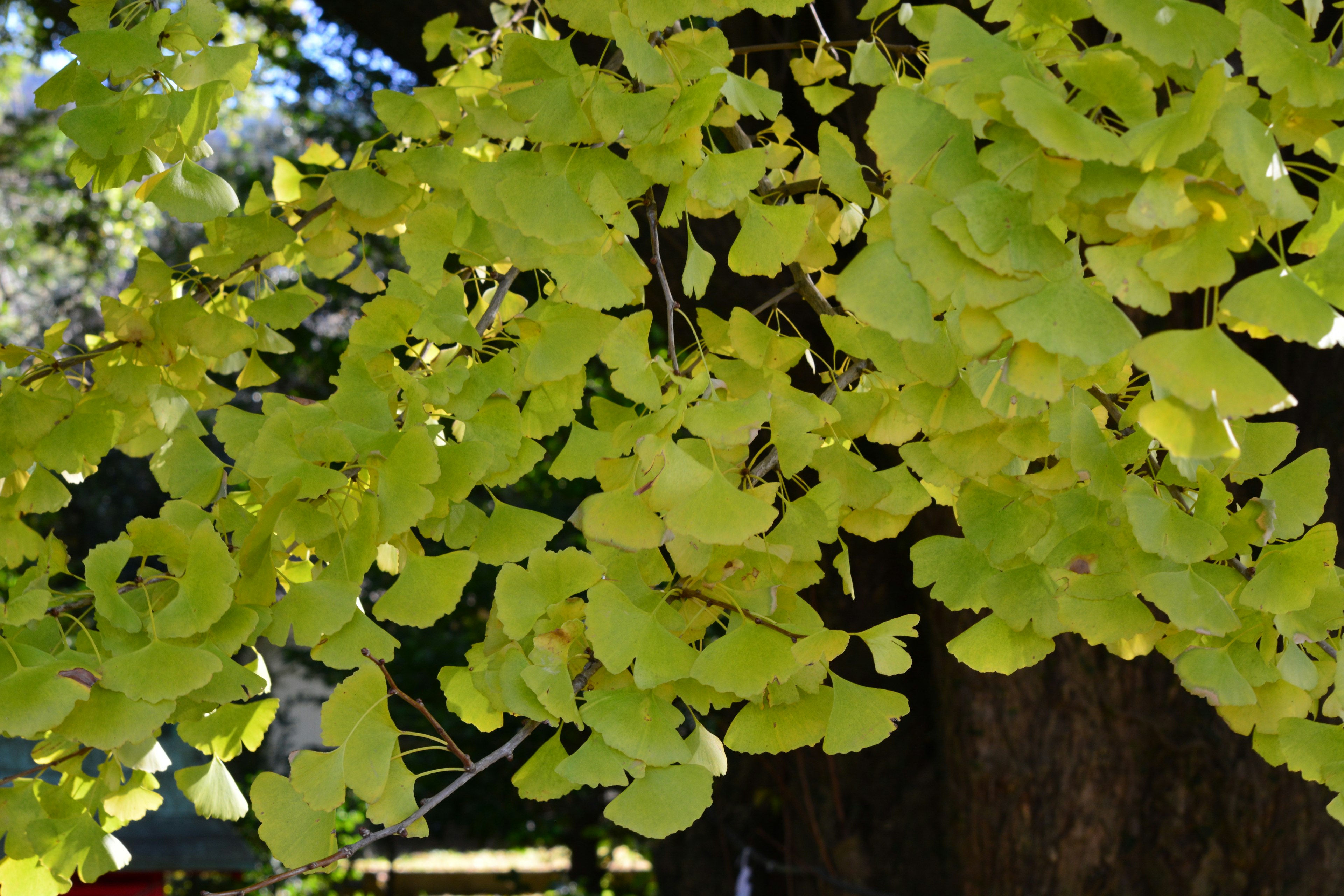 Lá ginkgo với sắc vàng rực rỡ