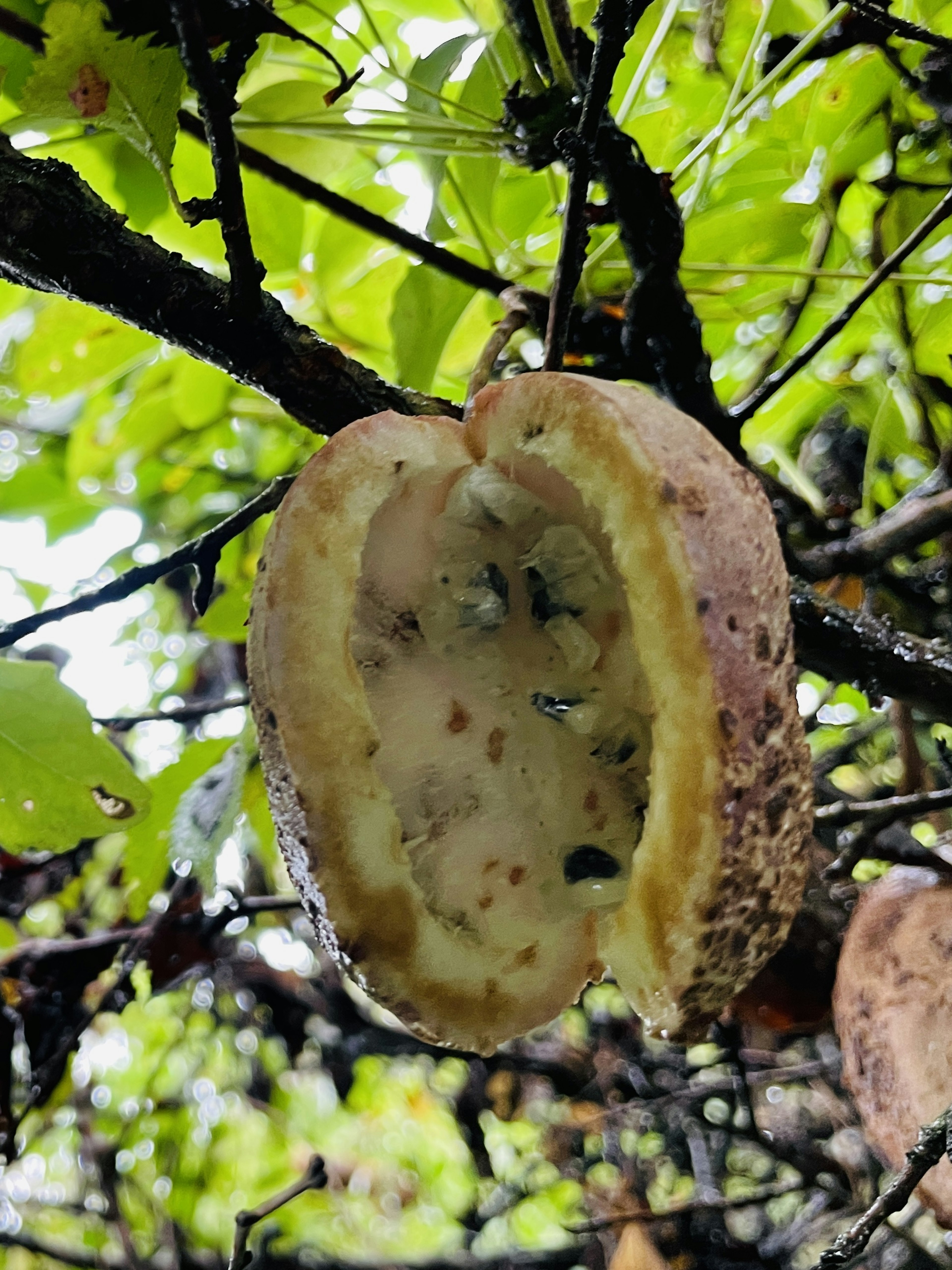 Sección transversal de un fruto de cacao colgando de una rama