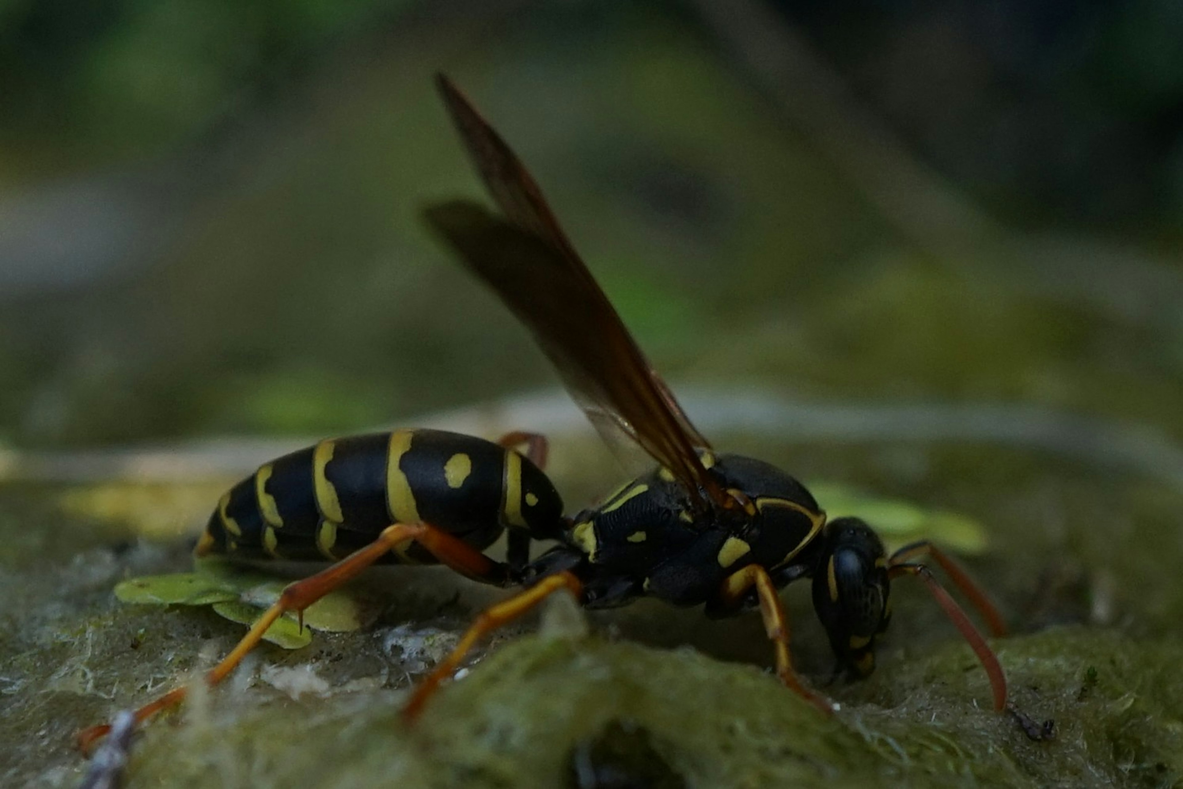 A wasp with black and yellow stripes resting on the ground