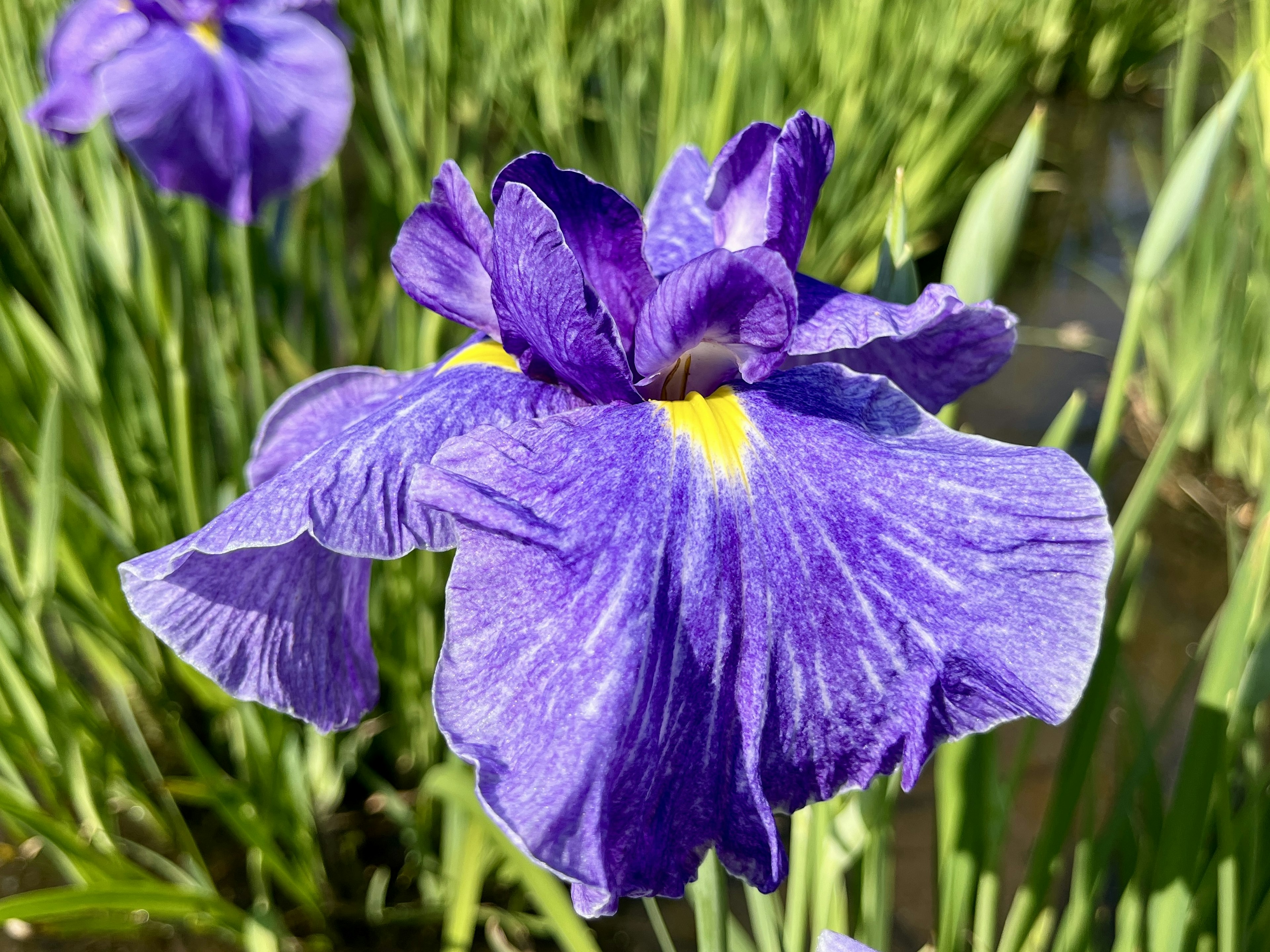 Flor de iris púrpura vibrante floreciendo entre la hierba verde