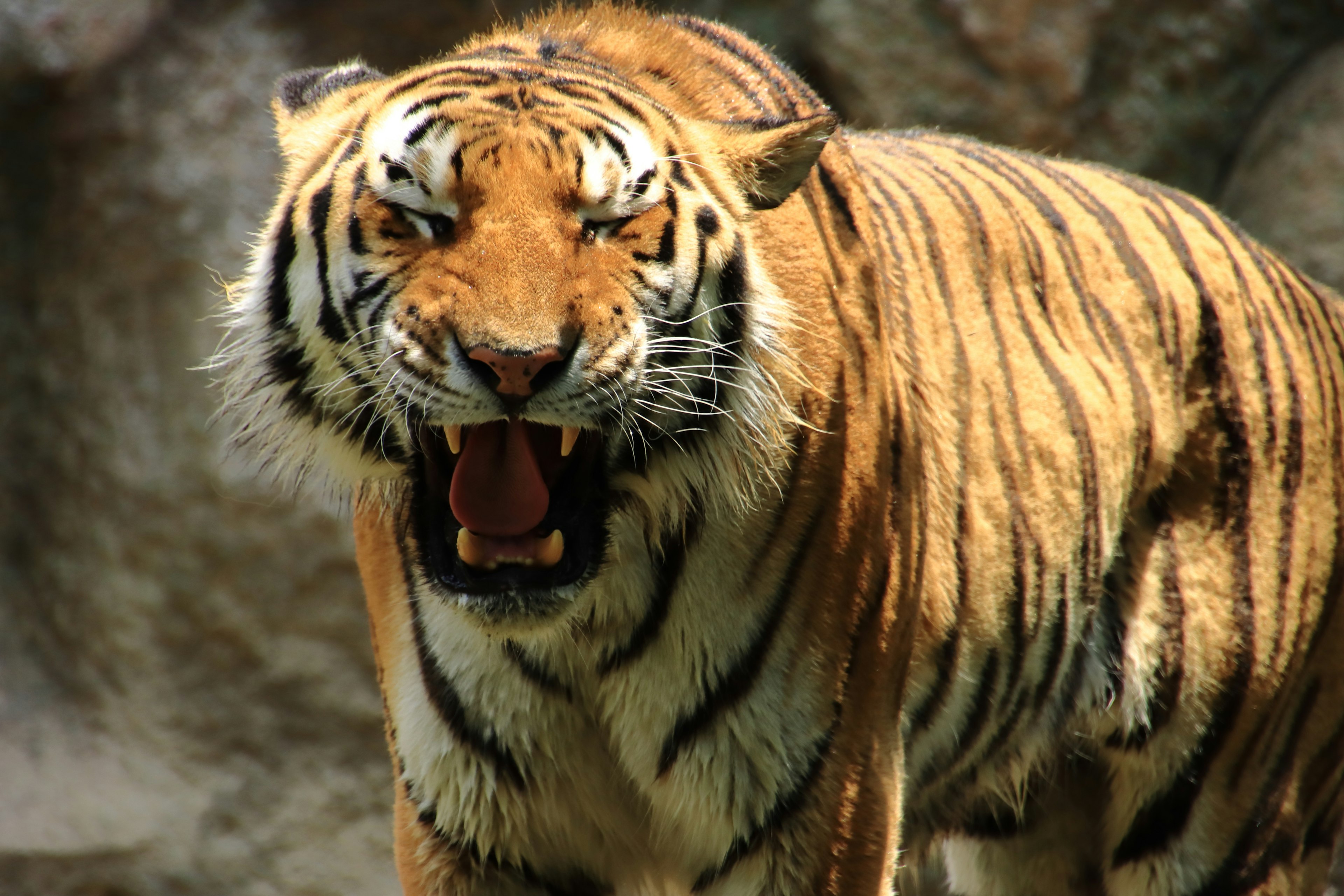 Tiger, der mit lebhaften orangefarbenen und schwarzen Streifen brüllt