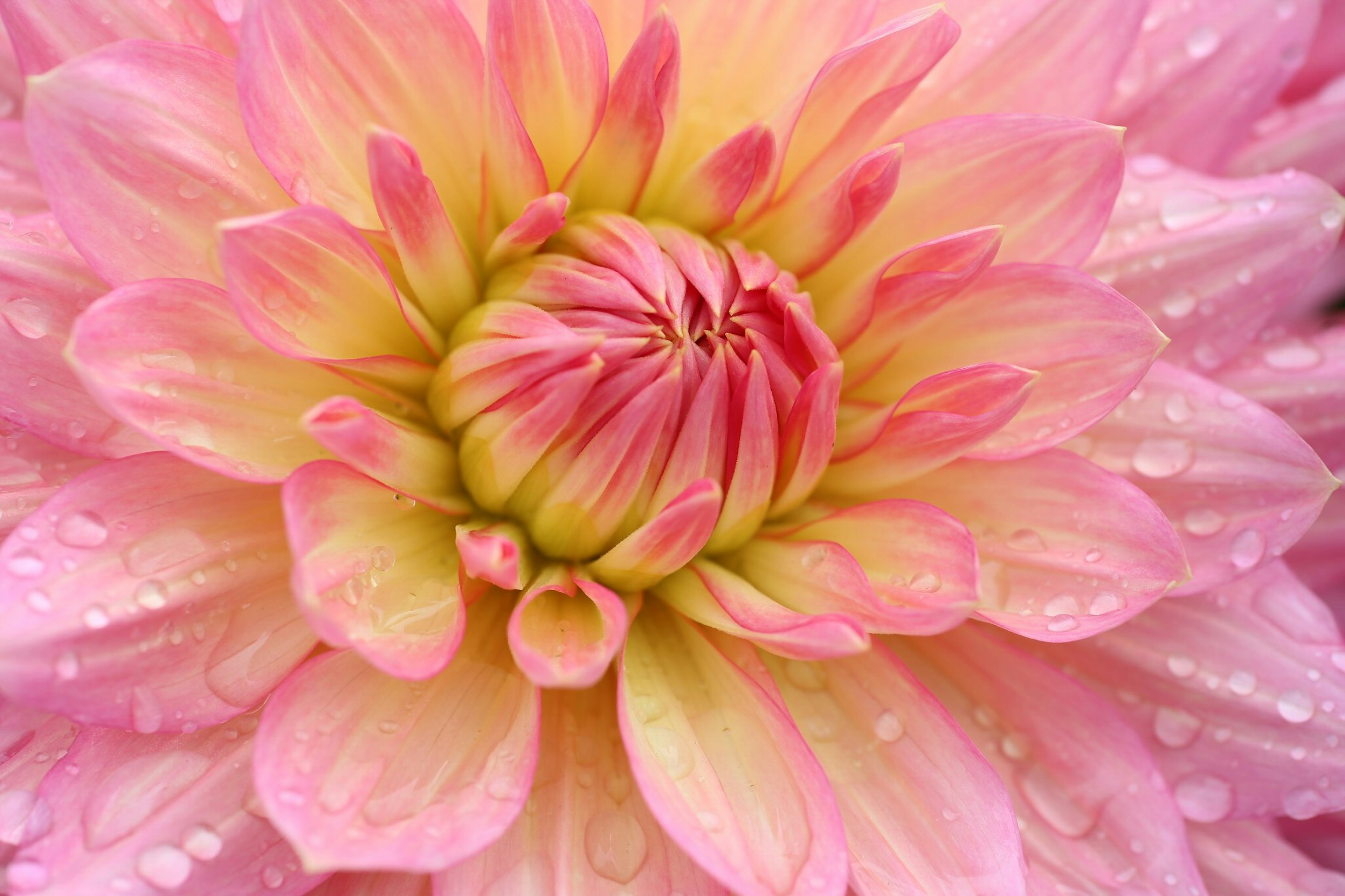 Primo piano di un bellissimo fiore di dalia rosa con gocce d'acqua