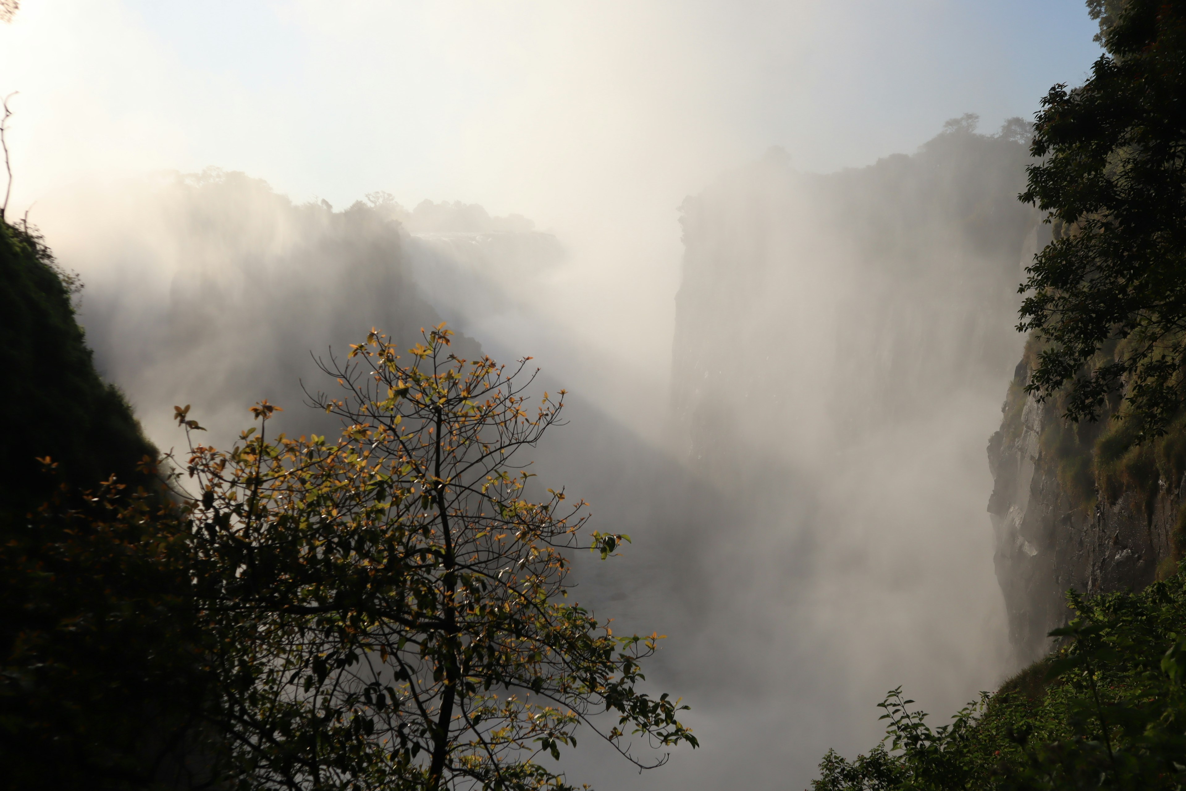 Misty canyon landscape with silhouettes of trees