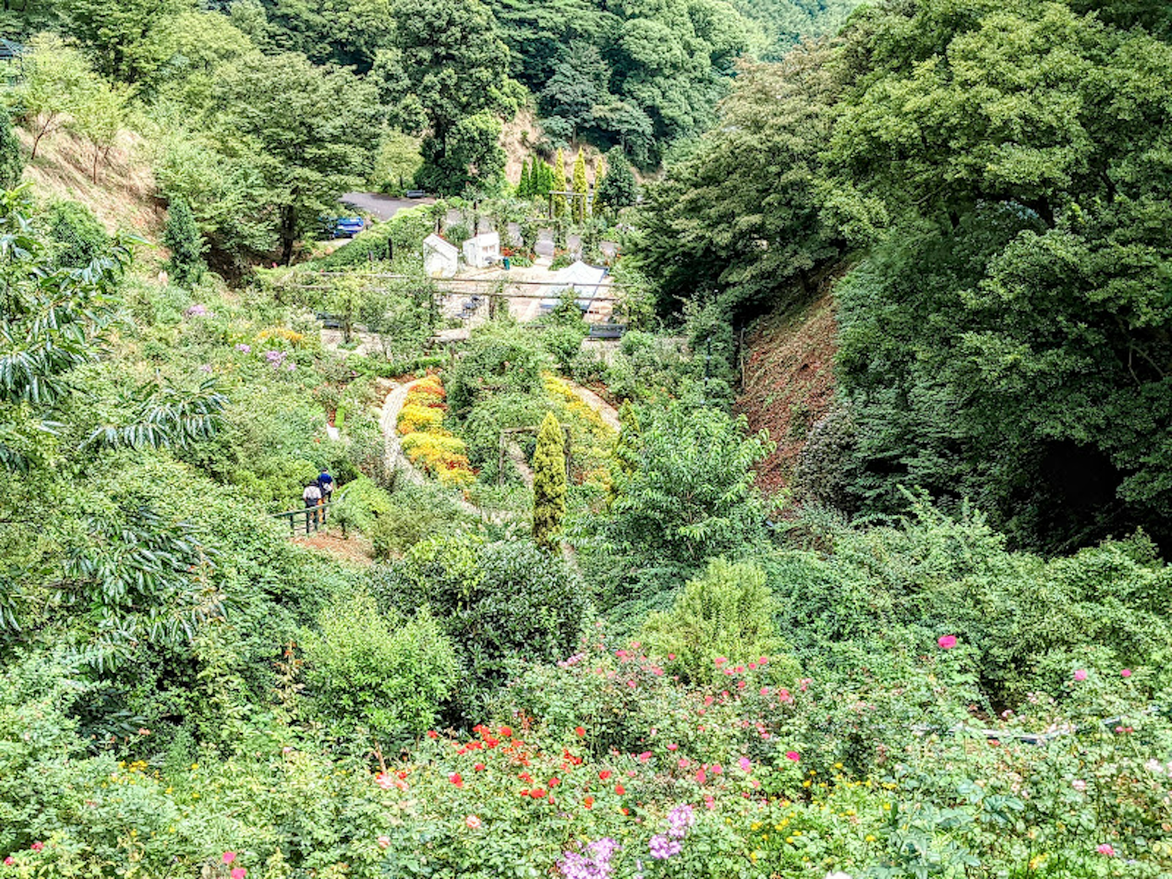 Paysage de jardin luxuriant avec une verdure vibrante et des collines