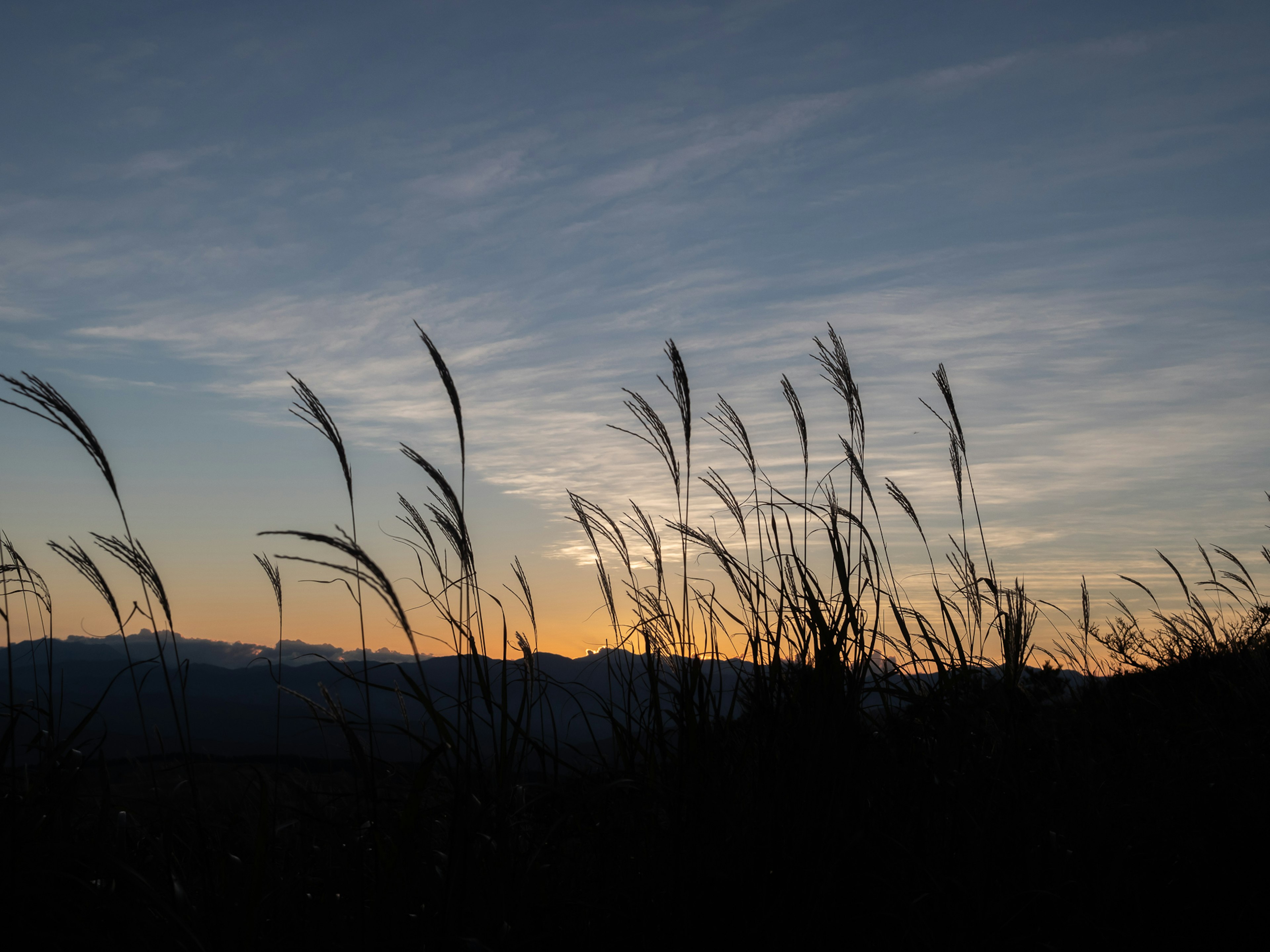 Siluet rumput di latar belakang langit senja