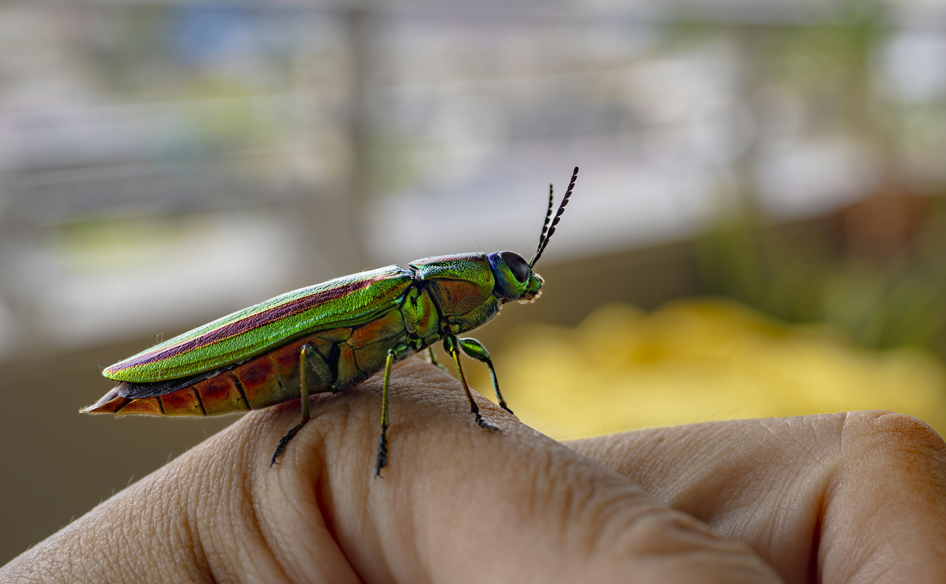 A green insect perched on a hand featuring bright colored wings