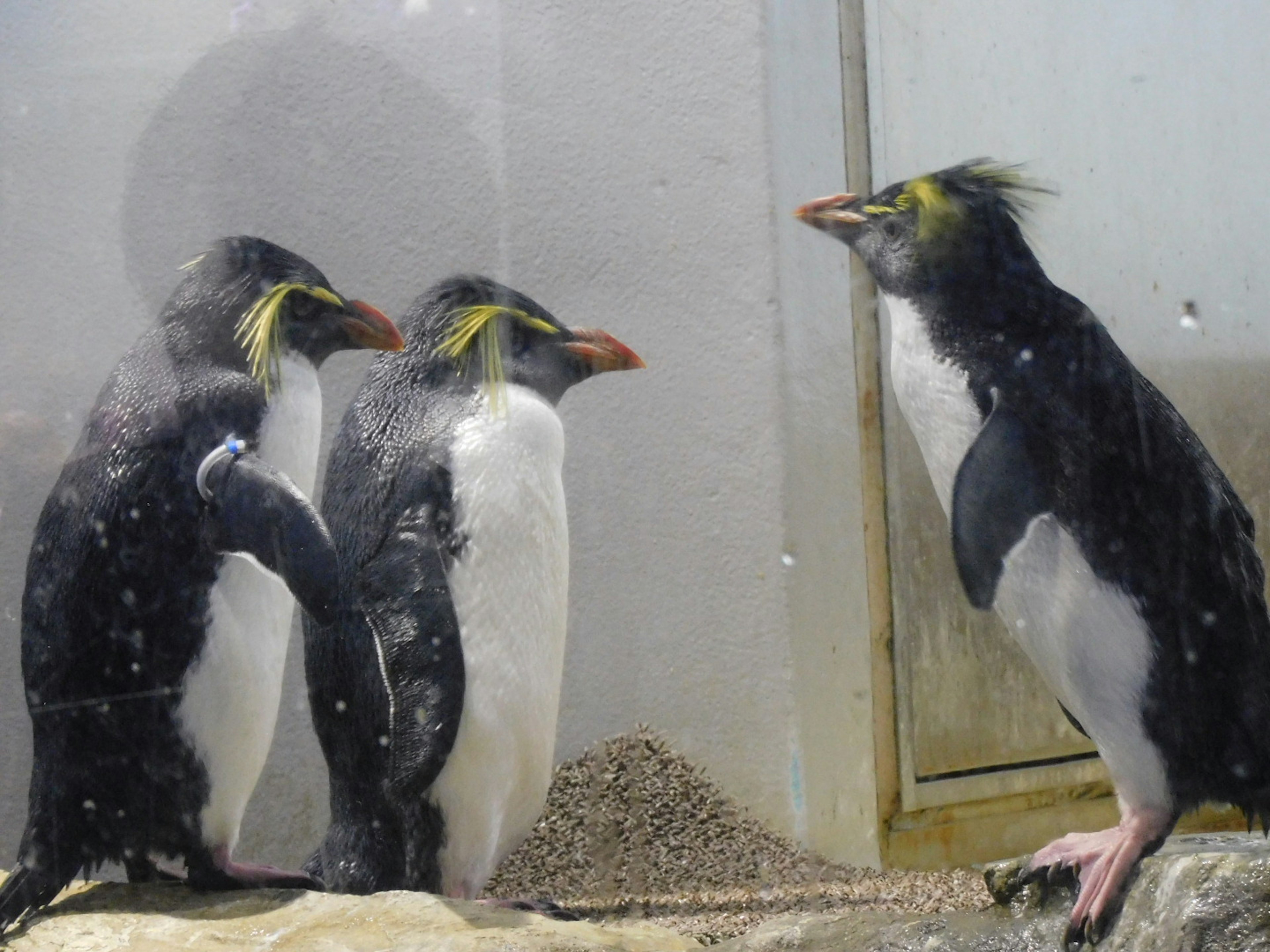 Three rockhopper penguins standing together in an aquarium