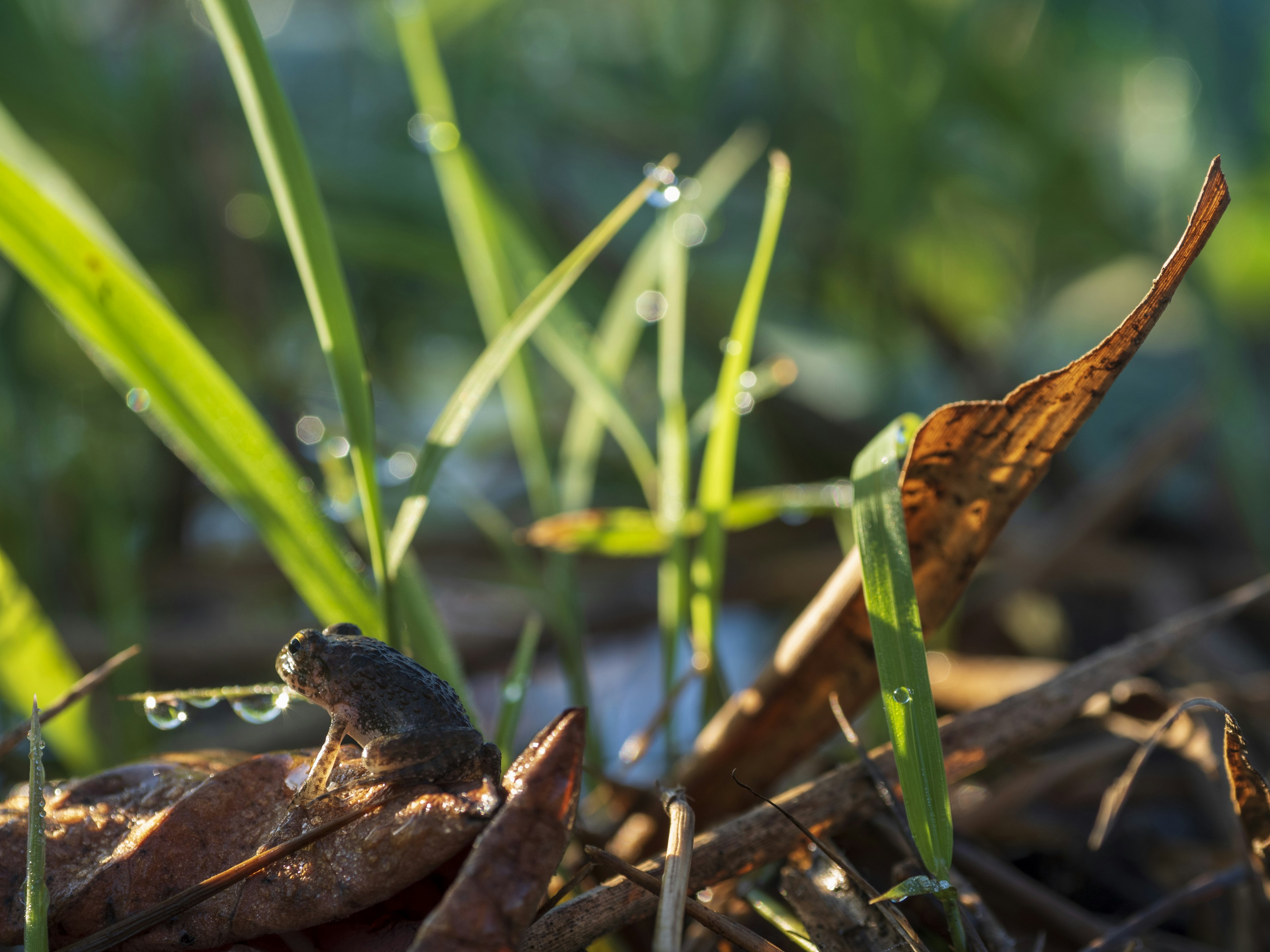 Frosch mit Tauwasser nahe Gras und gefallenen Blättern