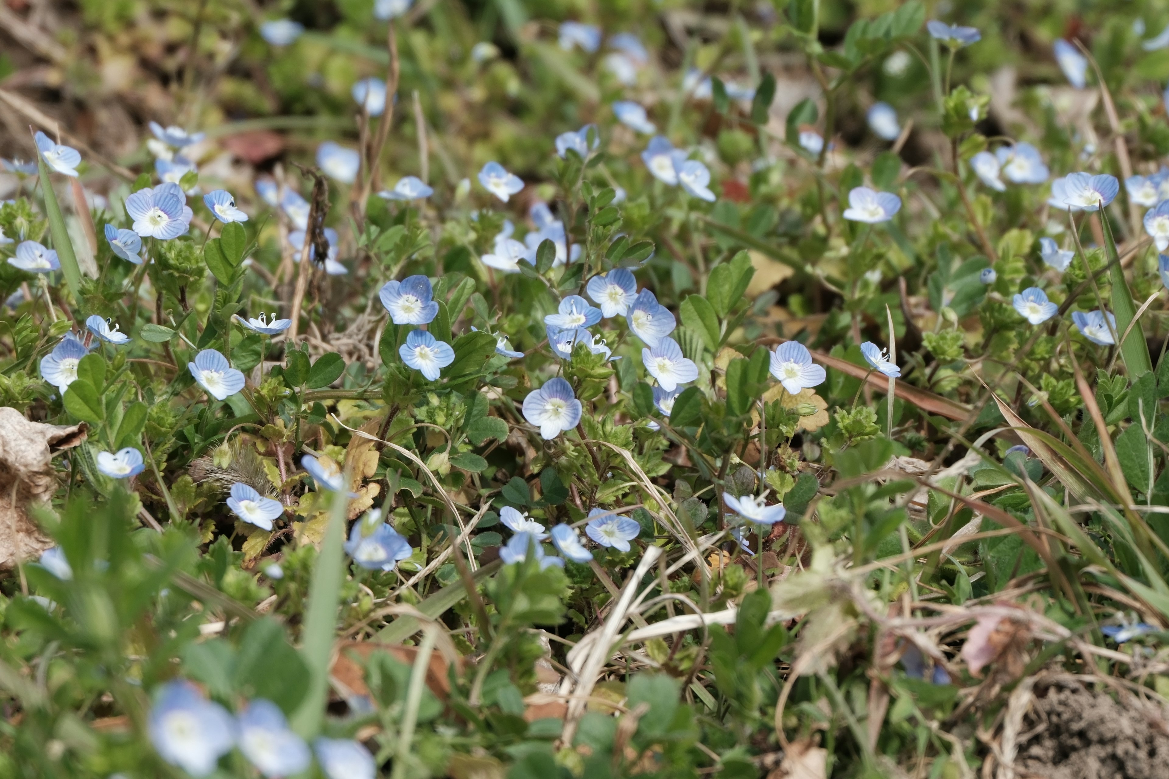 Acercamiento de un área verde con flores azules en flor