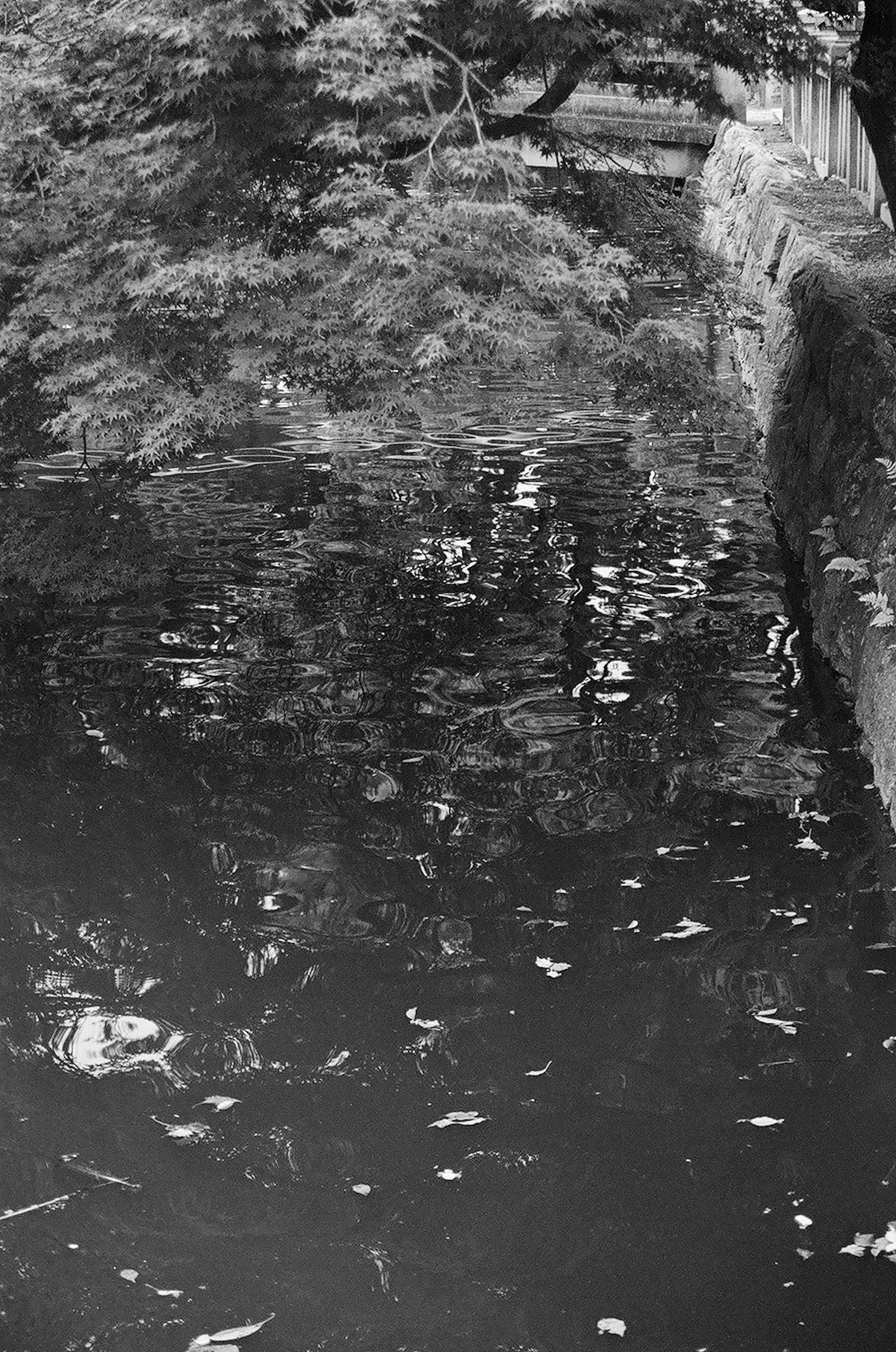 Superficie dell'acqua con foglie galleggianti e riflessi di alberi