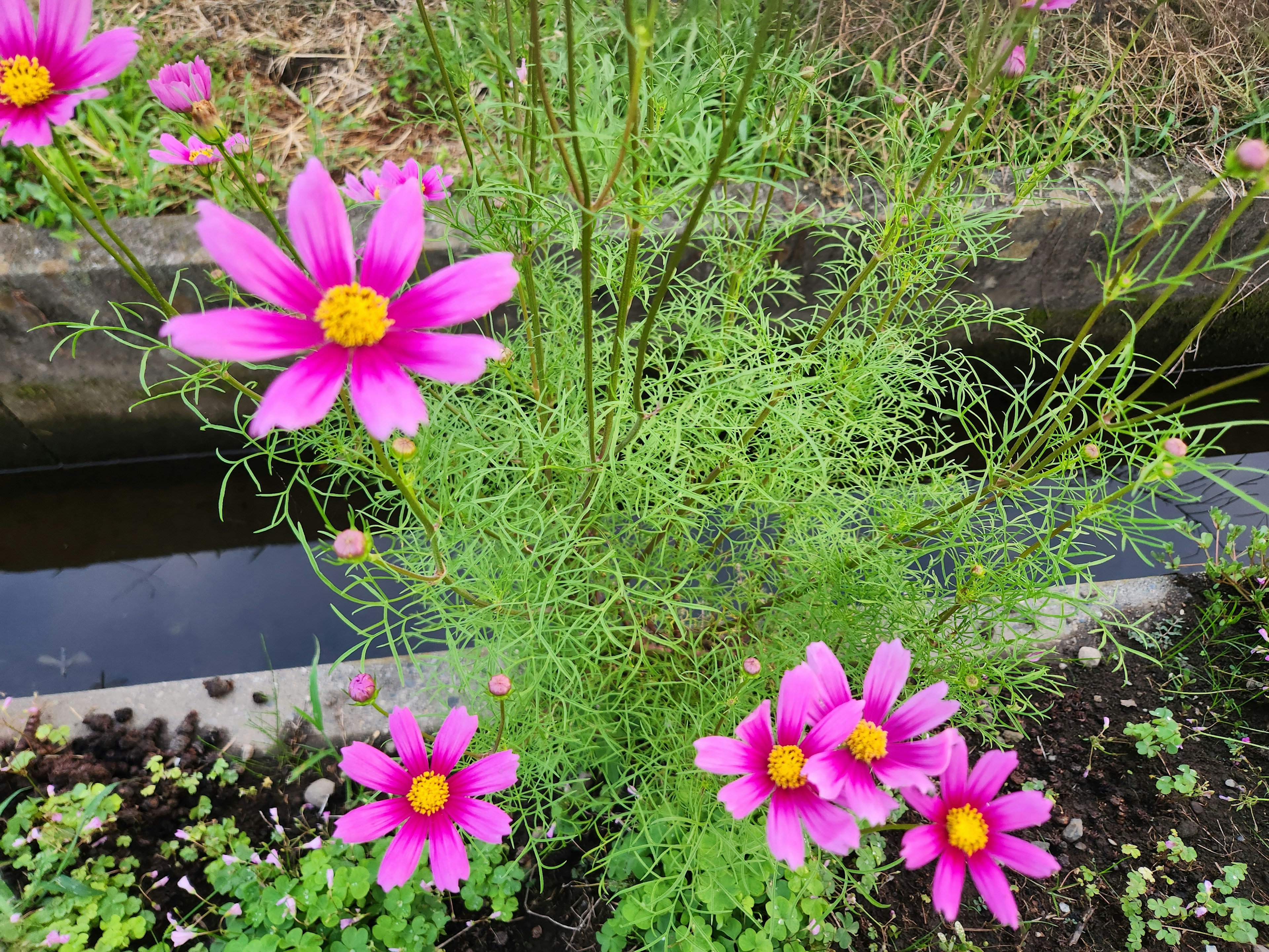 Vibrant pink cosmos flowers blooming on a green plant