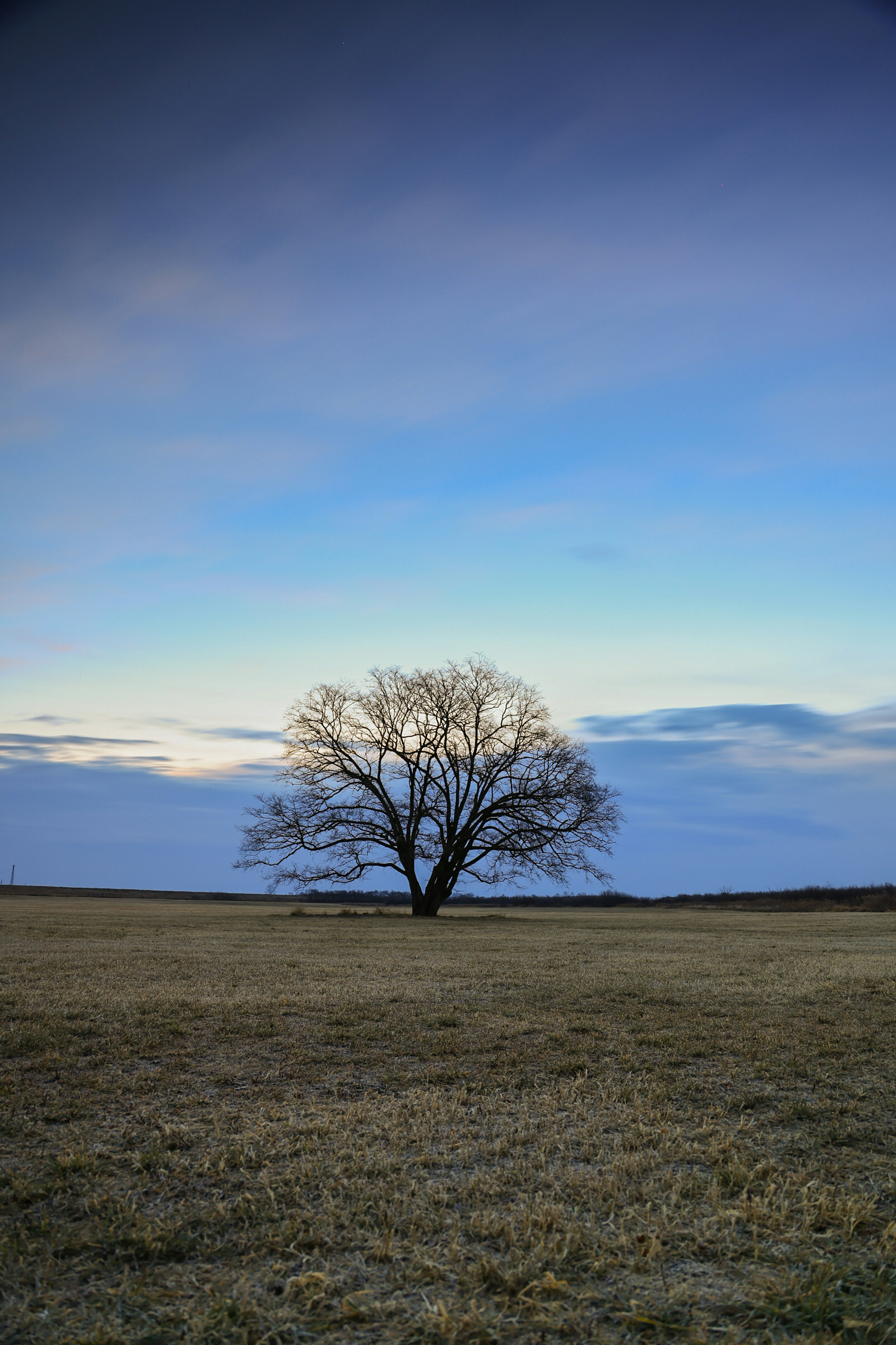 Un arbre solitaire dans un vaste champ d'herbe sous un ciel bleu